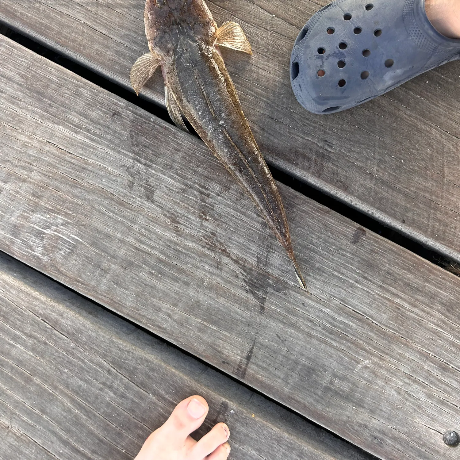 The most recent Bartail flathead catches on Fishbrain