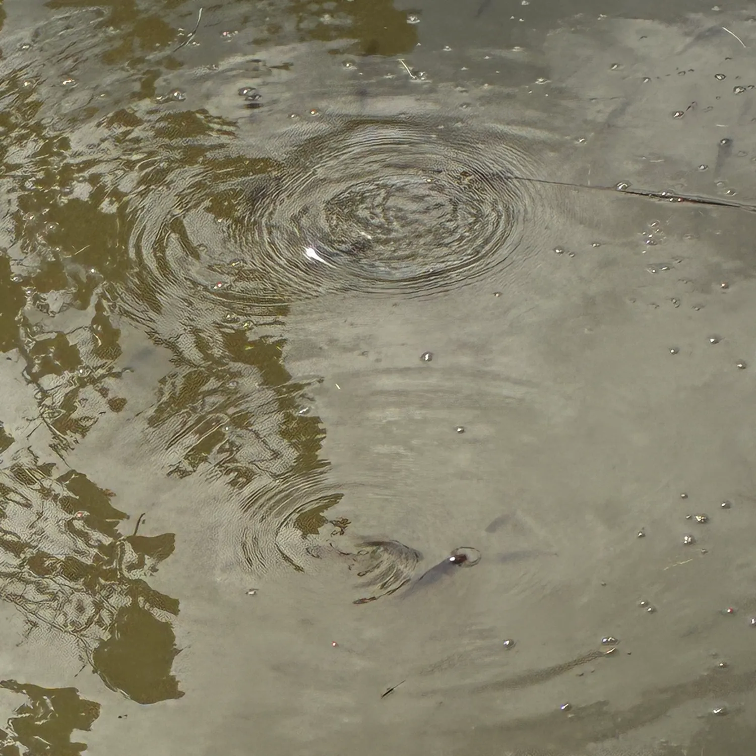 The most recent Striped bass catches on Fishbrain