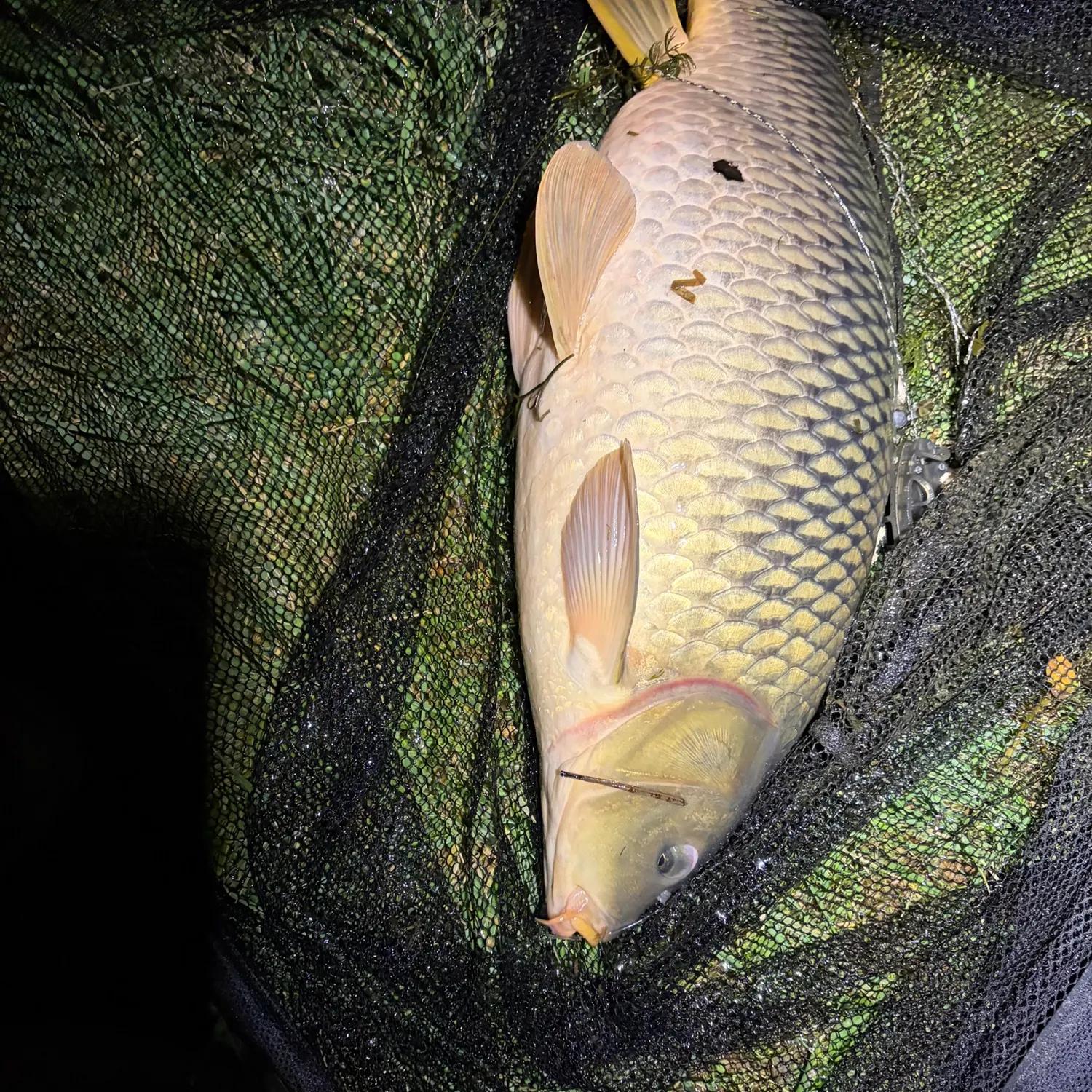Common carp caught on Fishbrain
