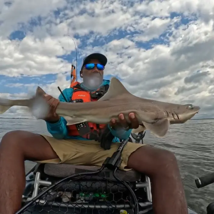 Dusky smooth-hound caught on Fishbrain