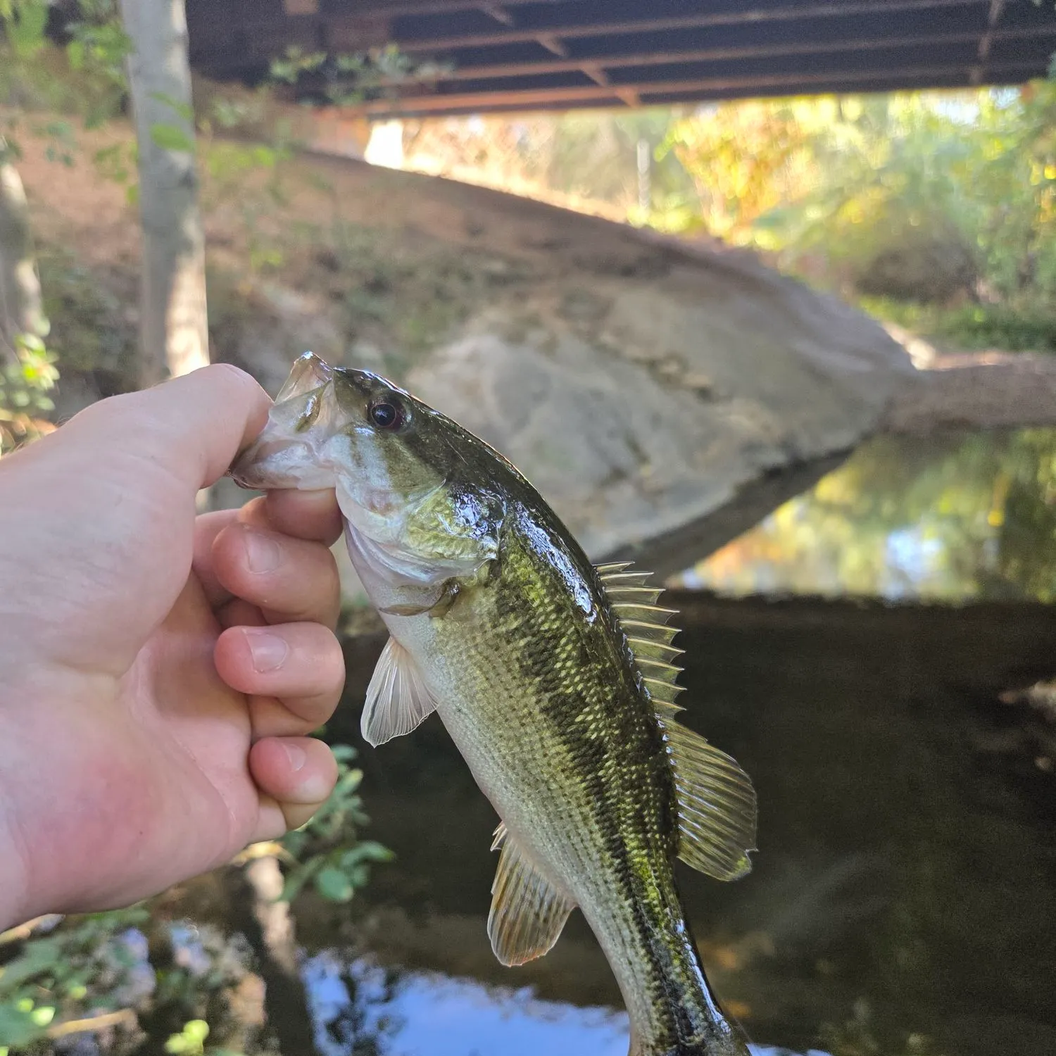 Spotted bass caught on Fishbrain