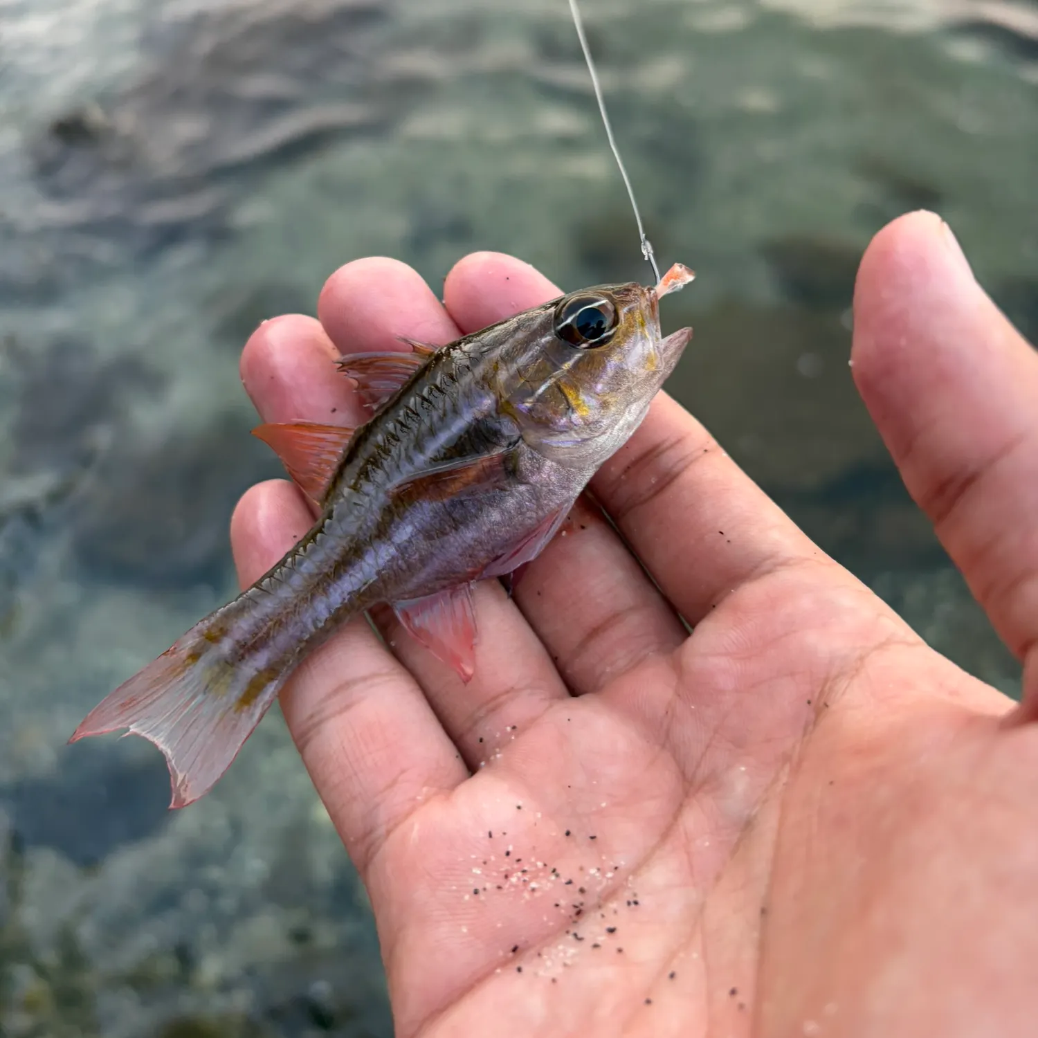The most recent Sydney cardinalfish catches on Fishbrain