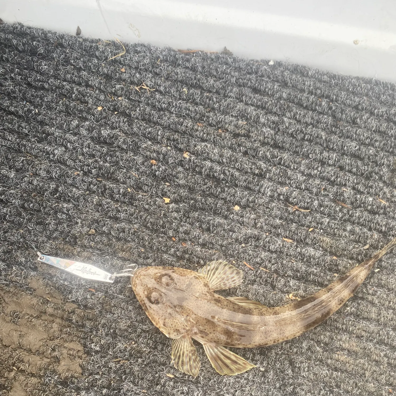 The most recent Sand flathead catches on Fishbrain