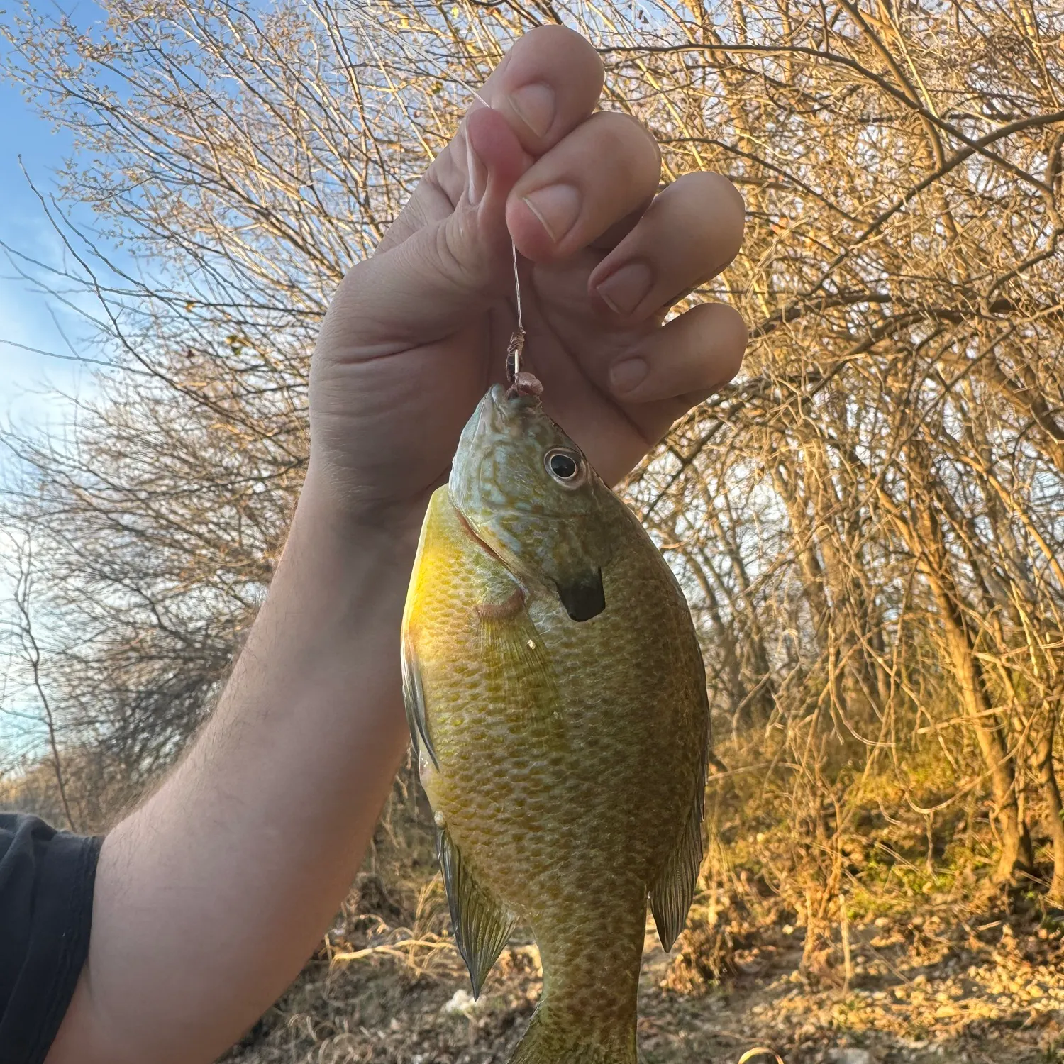 The most recent Redbreast sunfish catches on Fishbrain