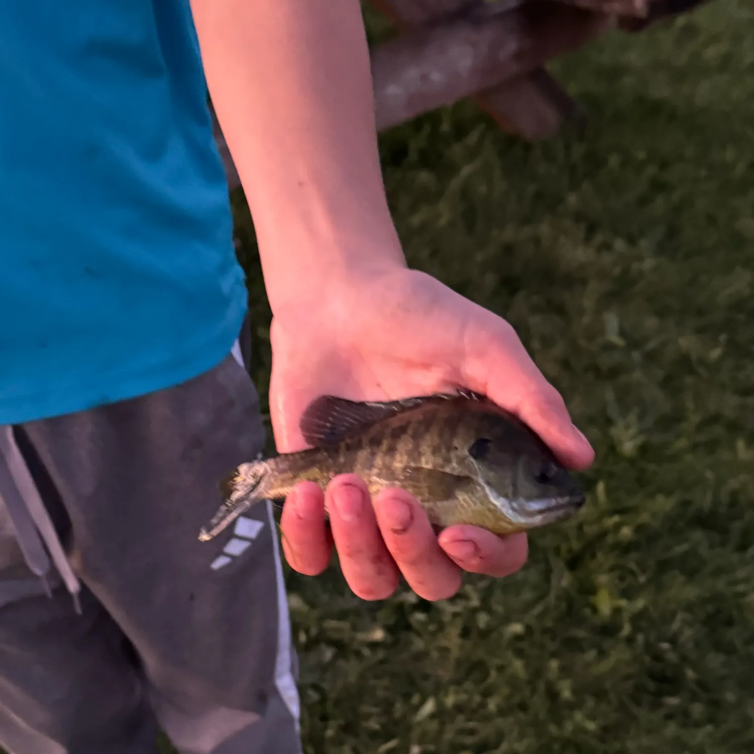Bluegill caught on Fishbrain