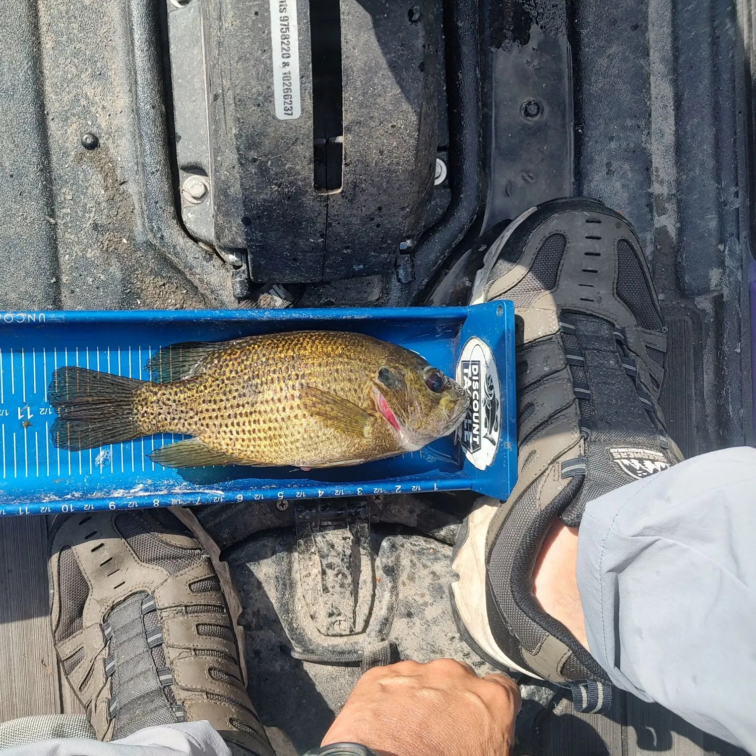 Rock bass caught on Fishbrain