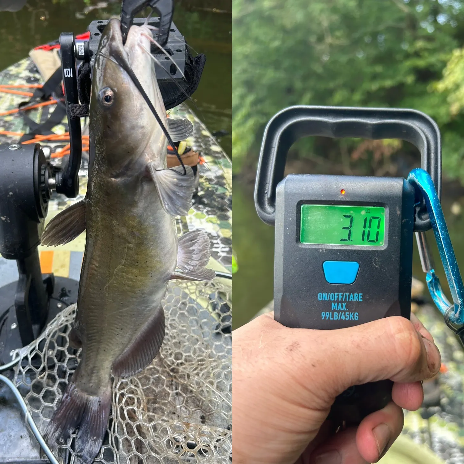 recently logged catches