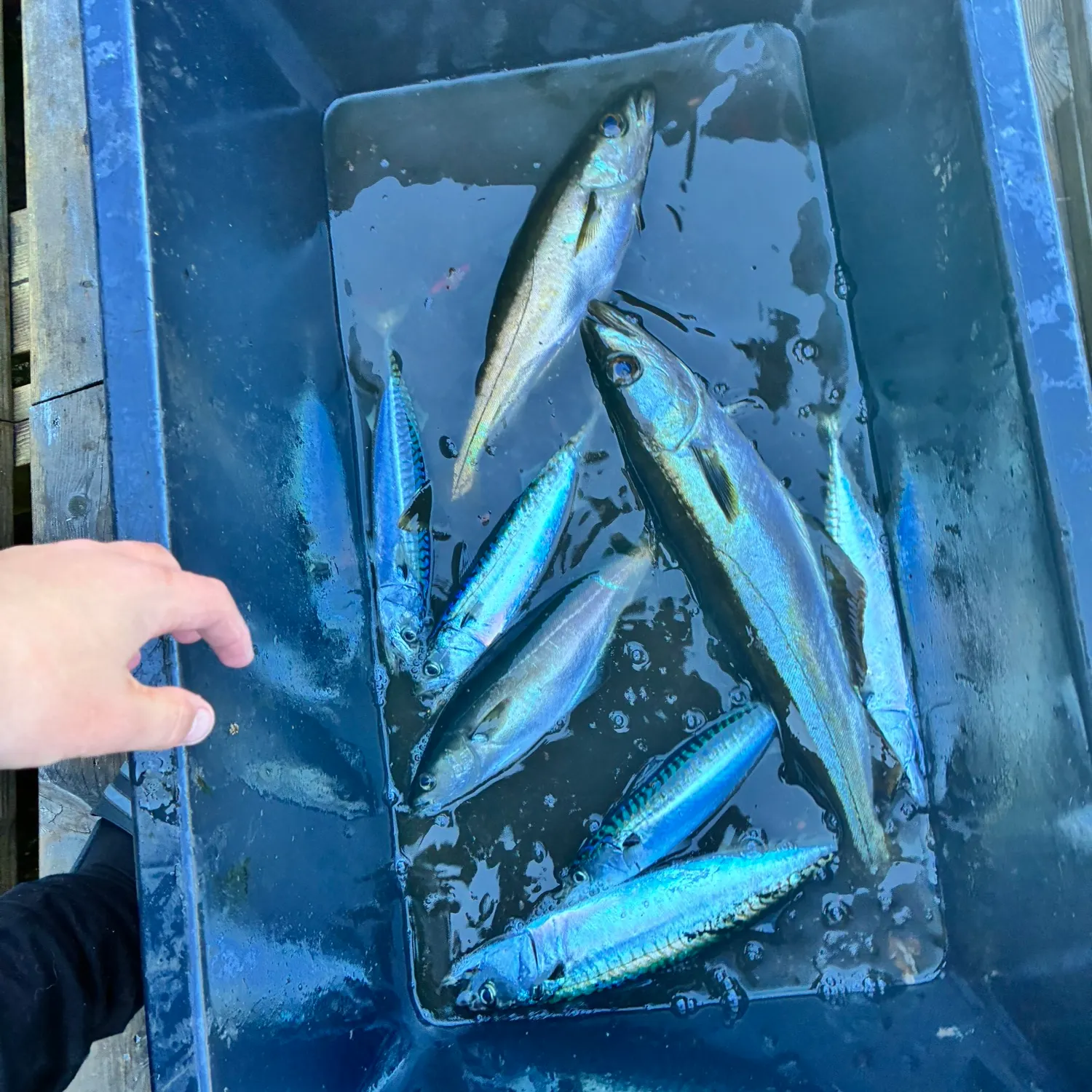 Fish caught on Fishbrain