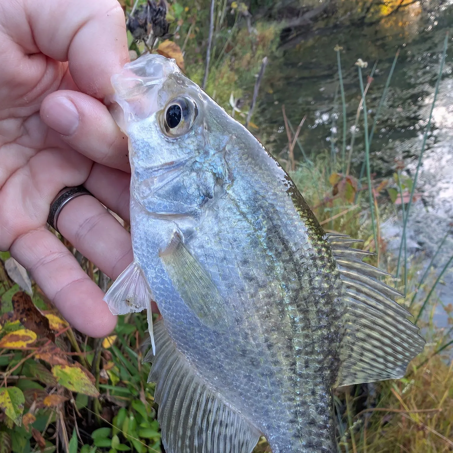 Black crappie caught on Fishbrain