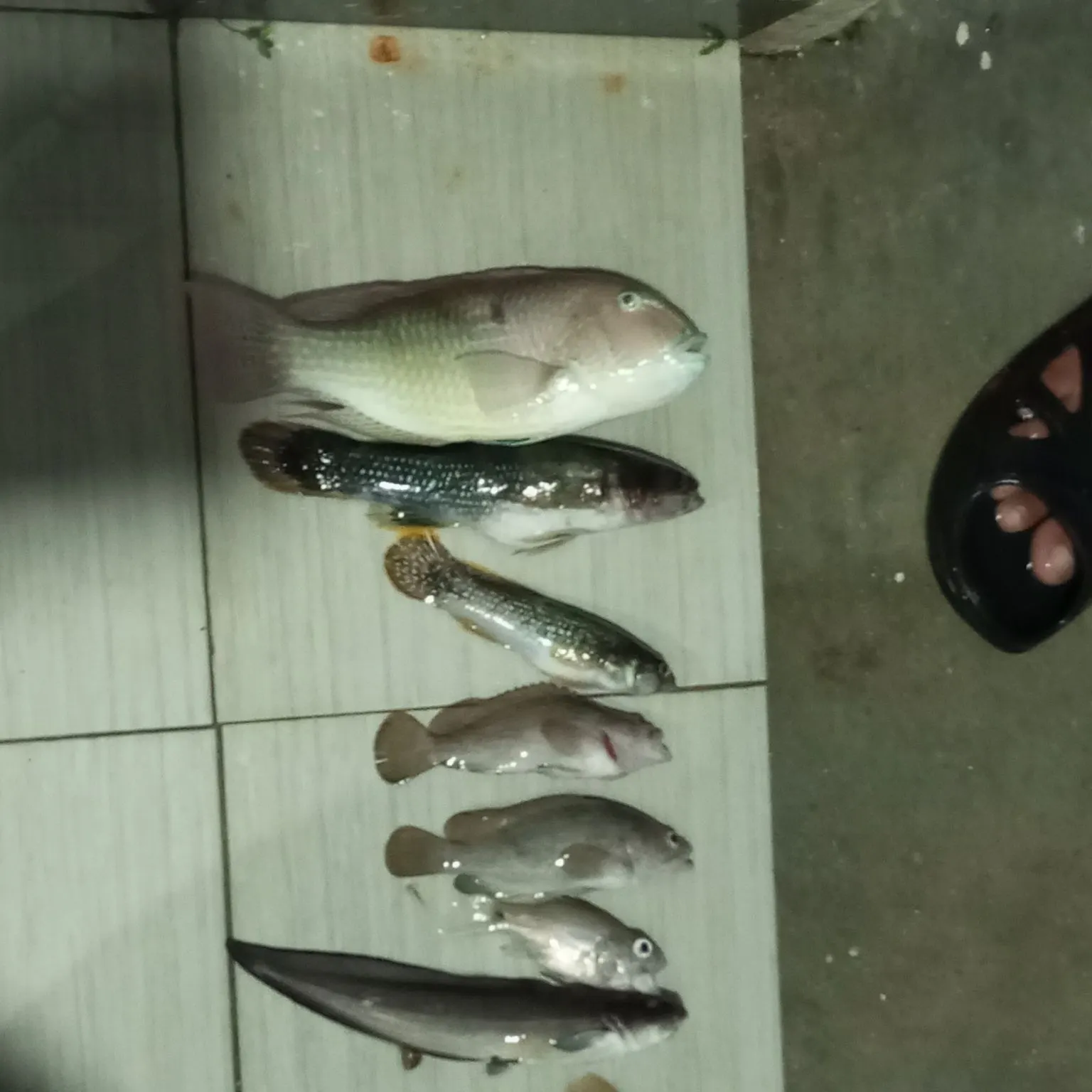 The most recent Blackspot tuskfish catches on Fishbrain