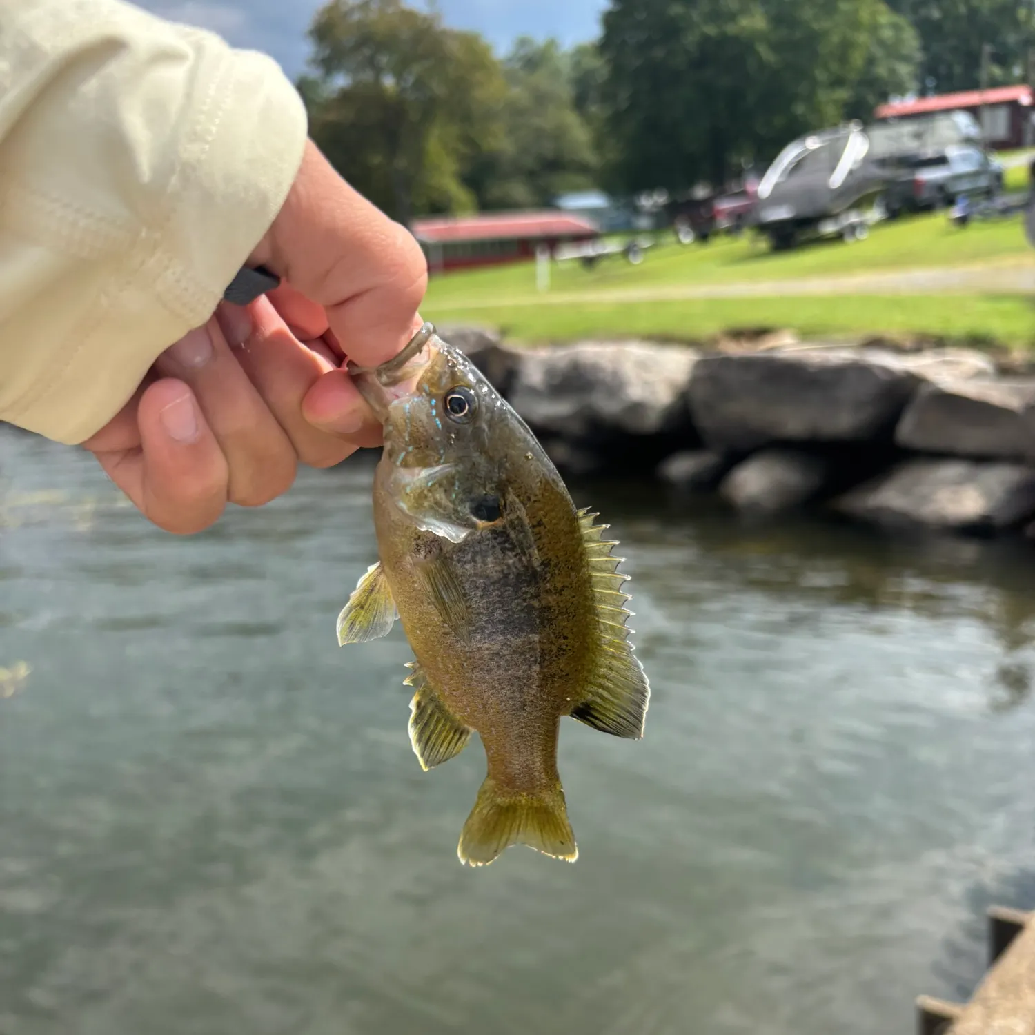 Green sunfish caught on Fishbrain