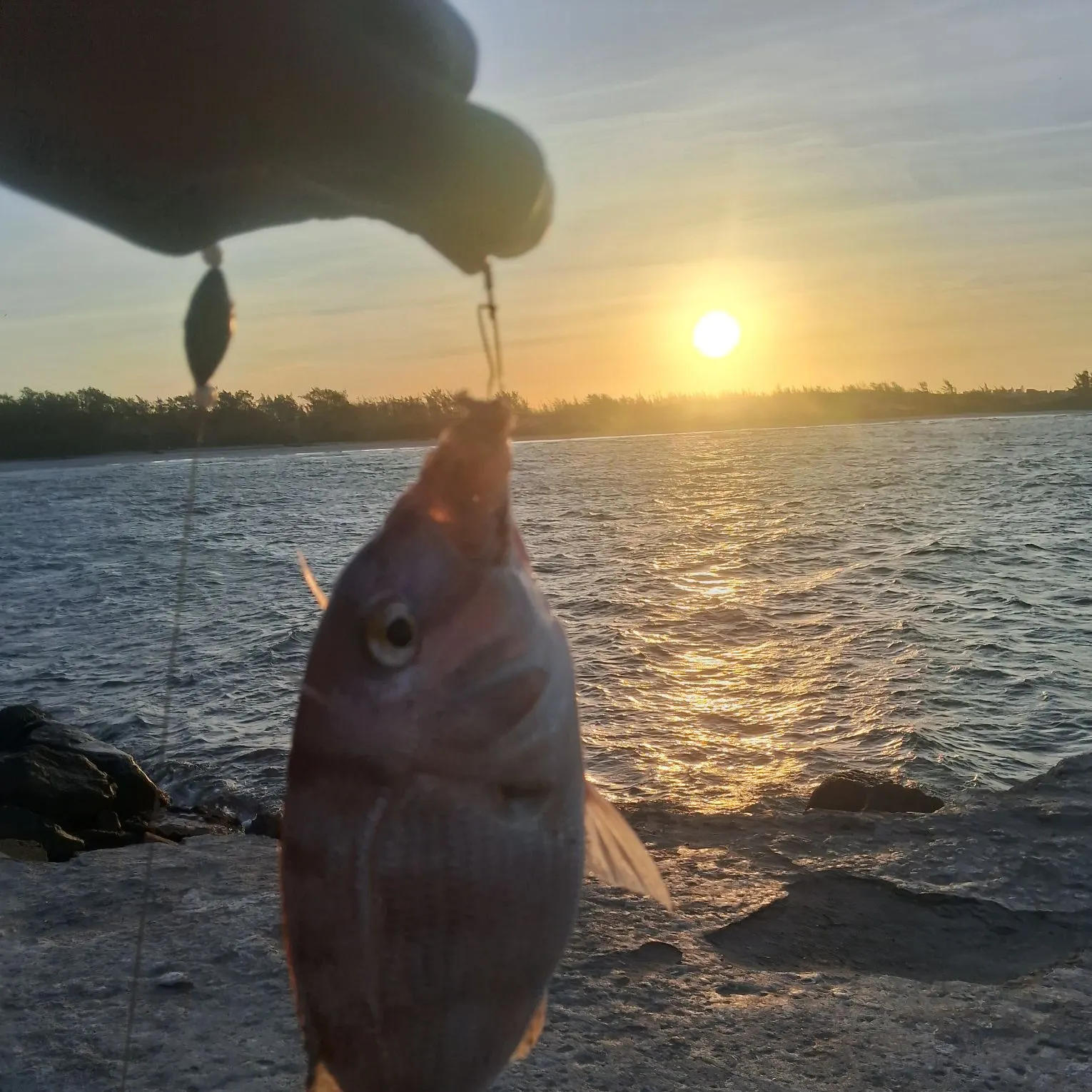 The most popular recent Common seabream catch on Fishbrain
