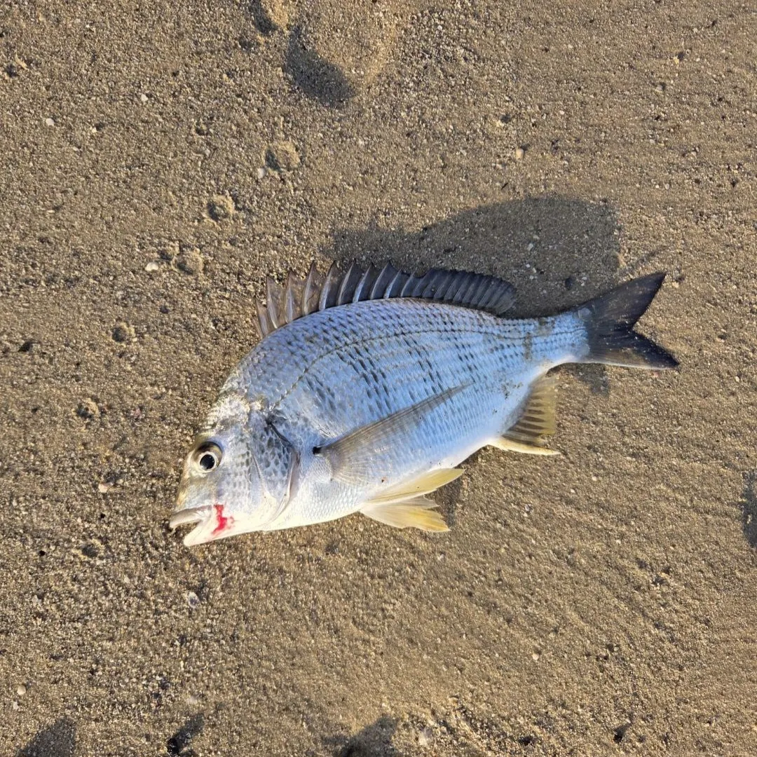 Surf bream caught on Fishbrain
