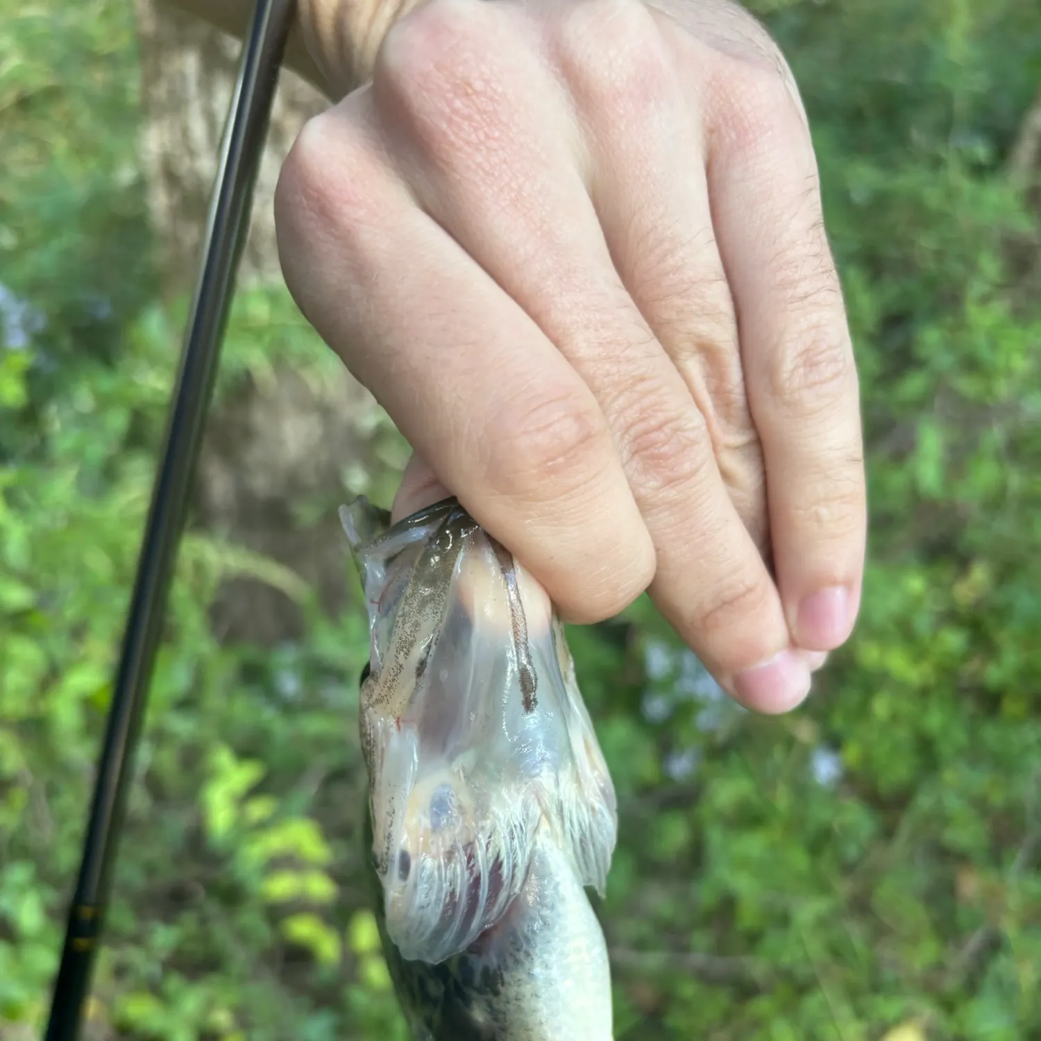 Magnolia crappie caught on Fishbrain