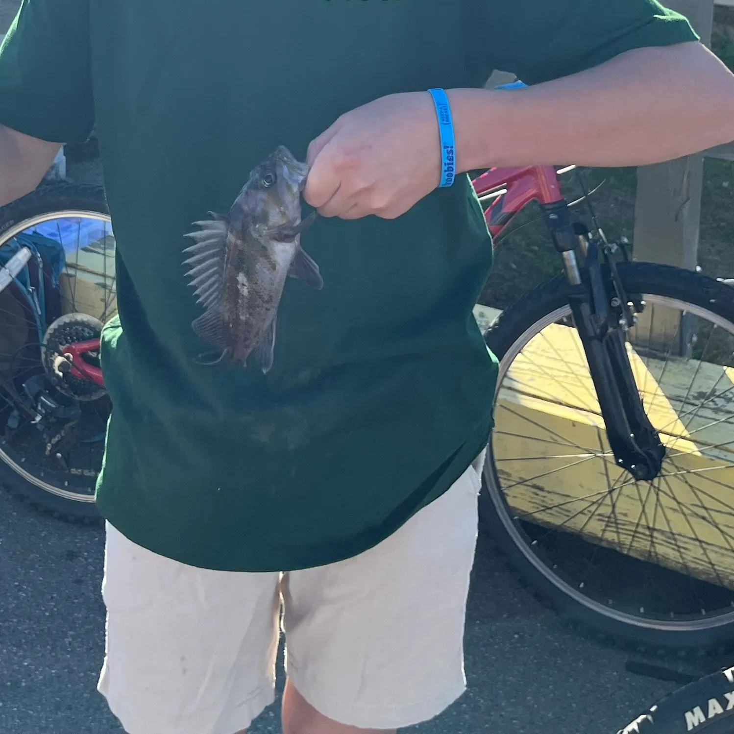Copper rockfish caught on Fishbrain