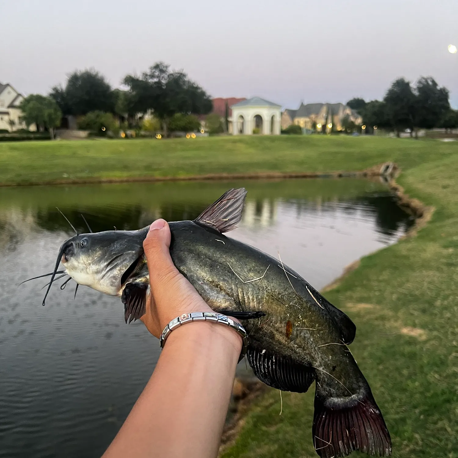 Black bullhead caught on Fishbrain