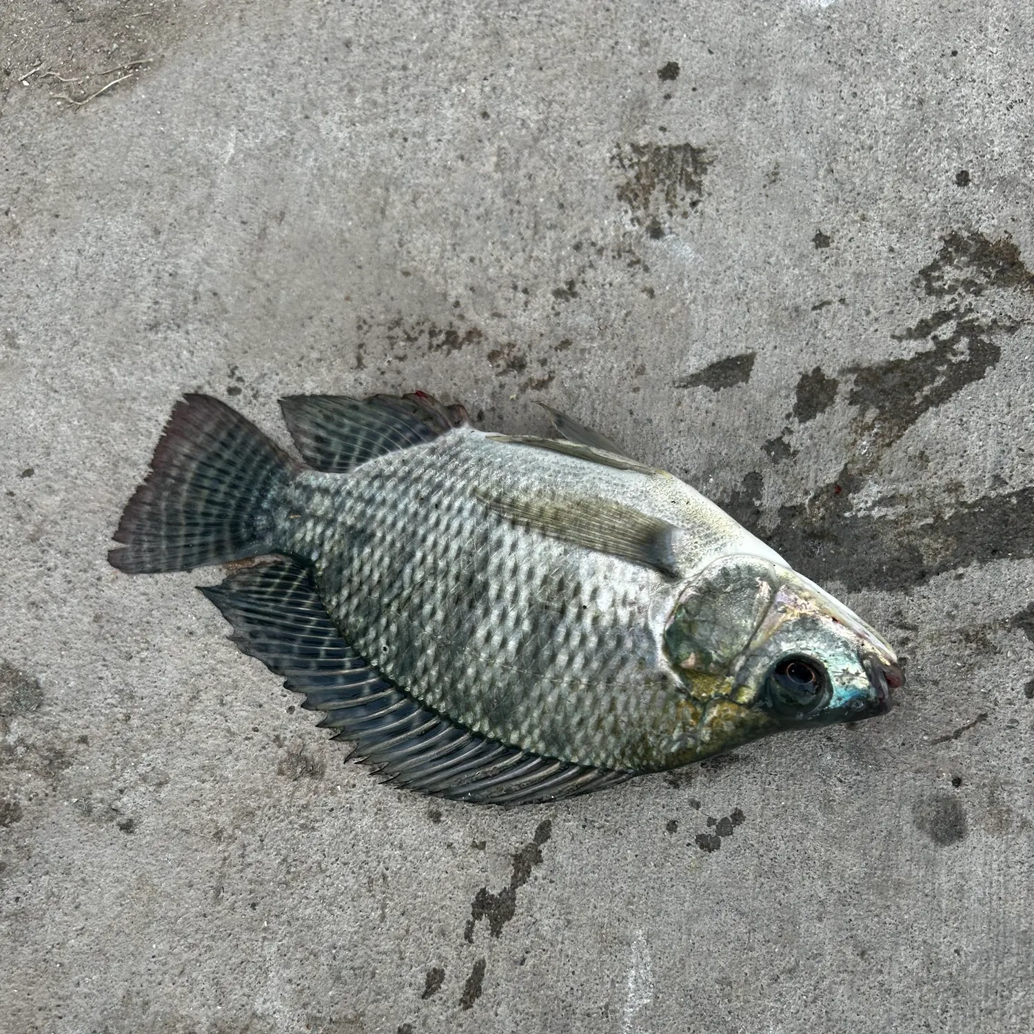The most recent Blue tilapia catches on Fishbrain