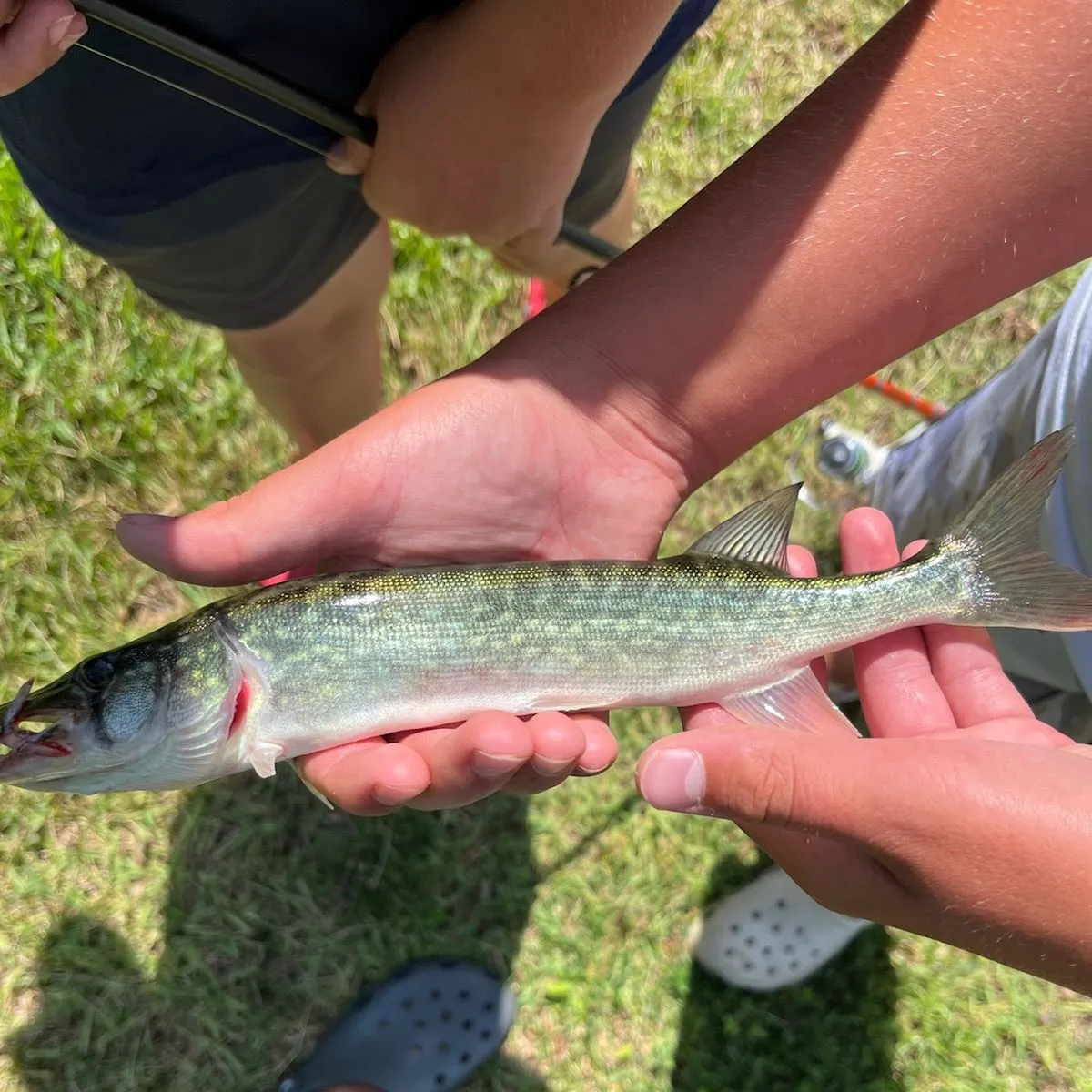 Chain pickerel caught on Fishbrain