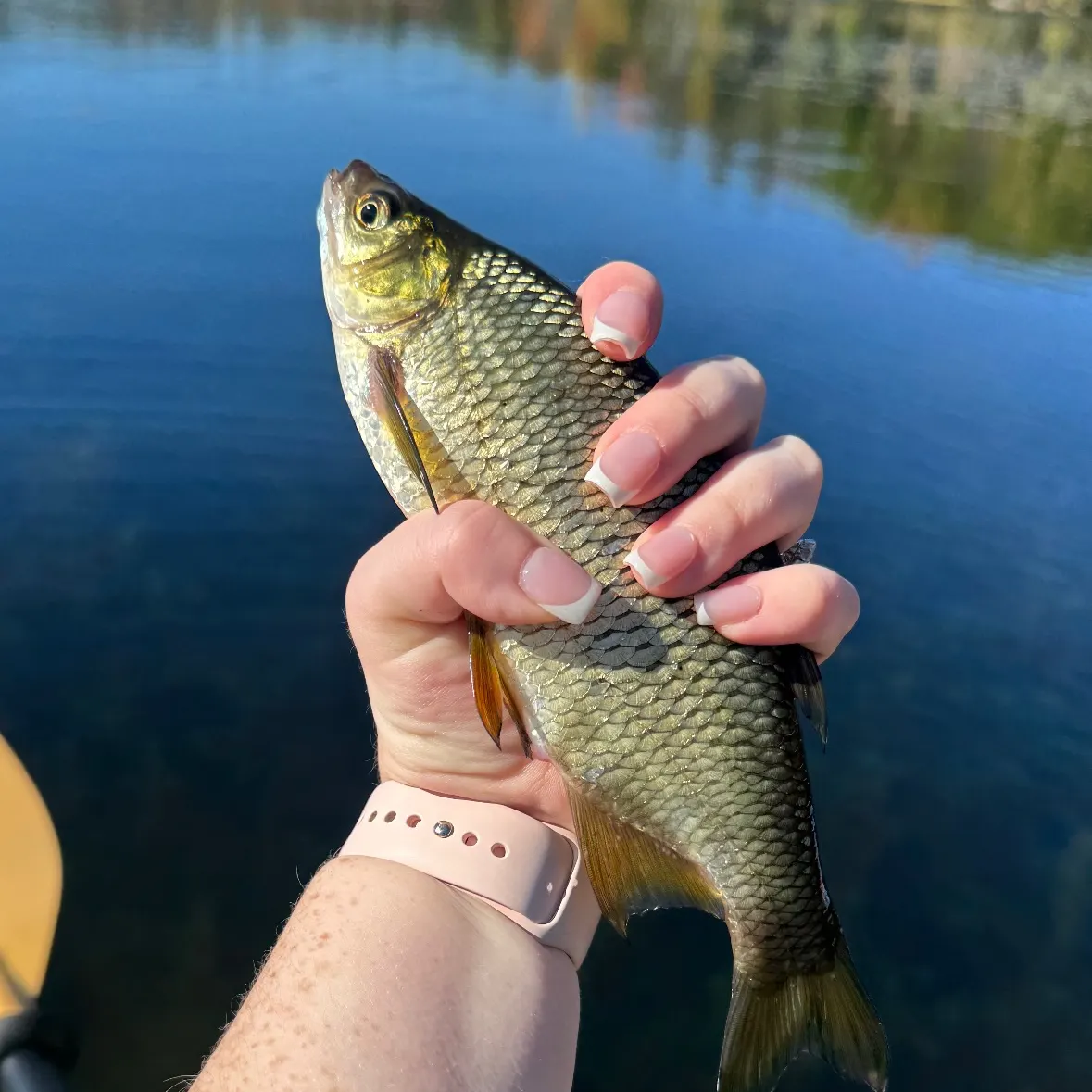 Golden shiner caught on Fishbrain