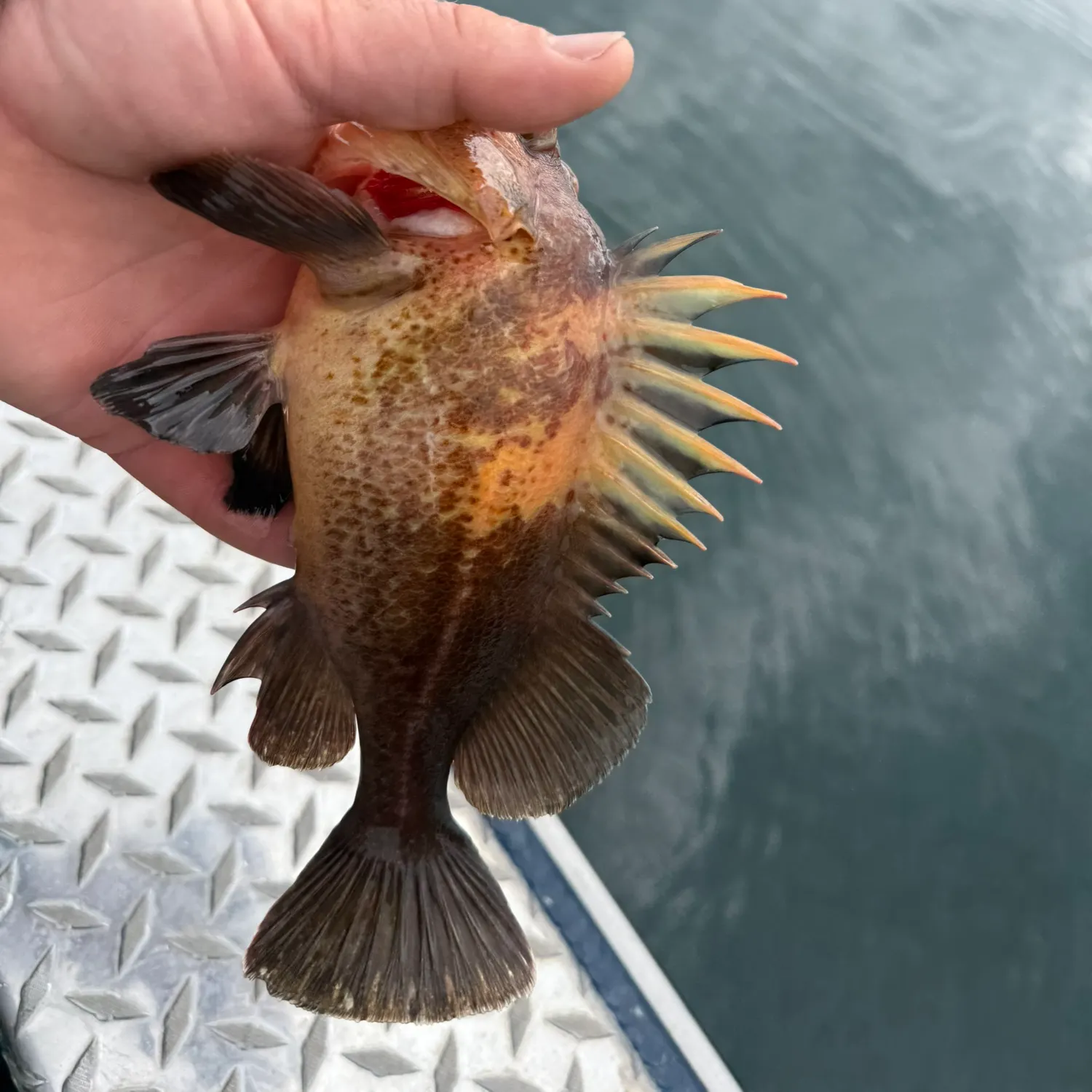 The most recent Quillback rockfish catches on Fishbrain