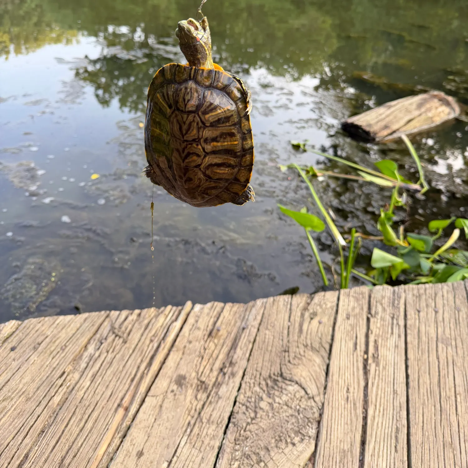 The most recent Common logperch catches on Fishbrain