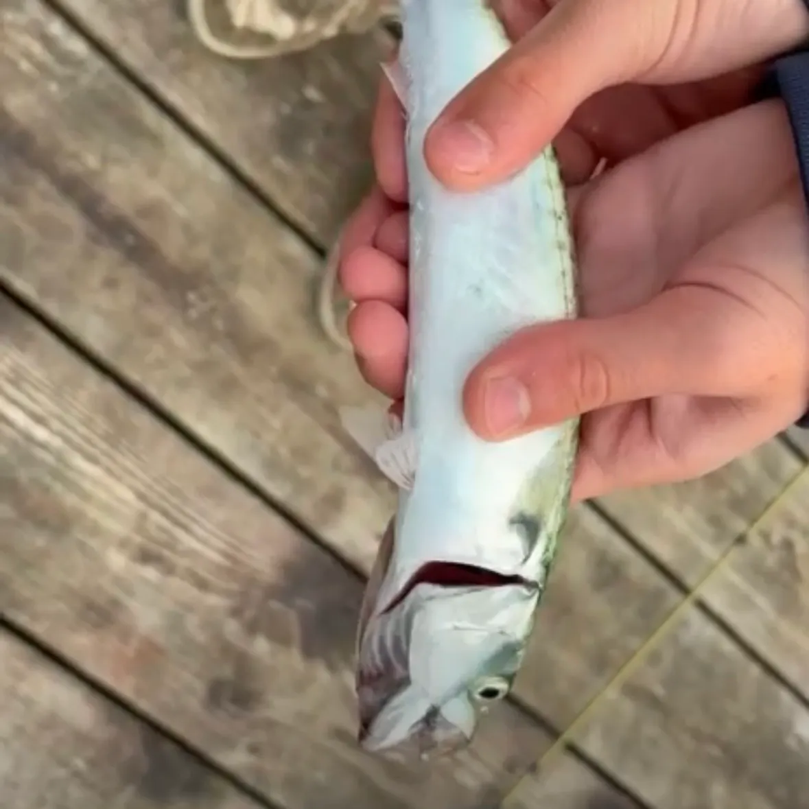 Atlantic mackerel caught on Fishbrain