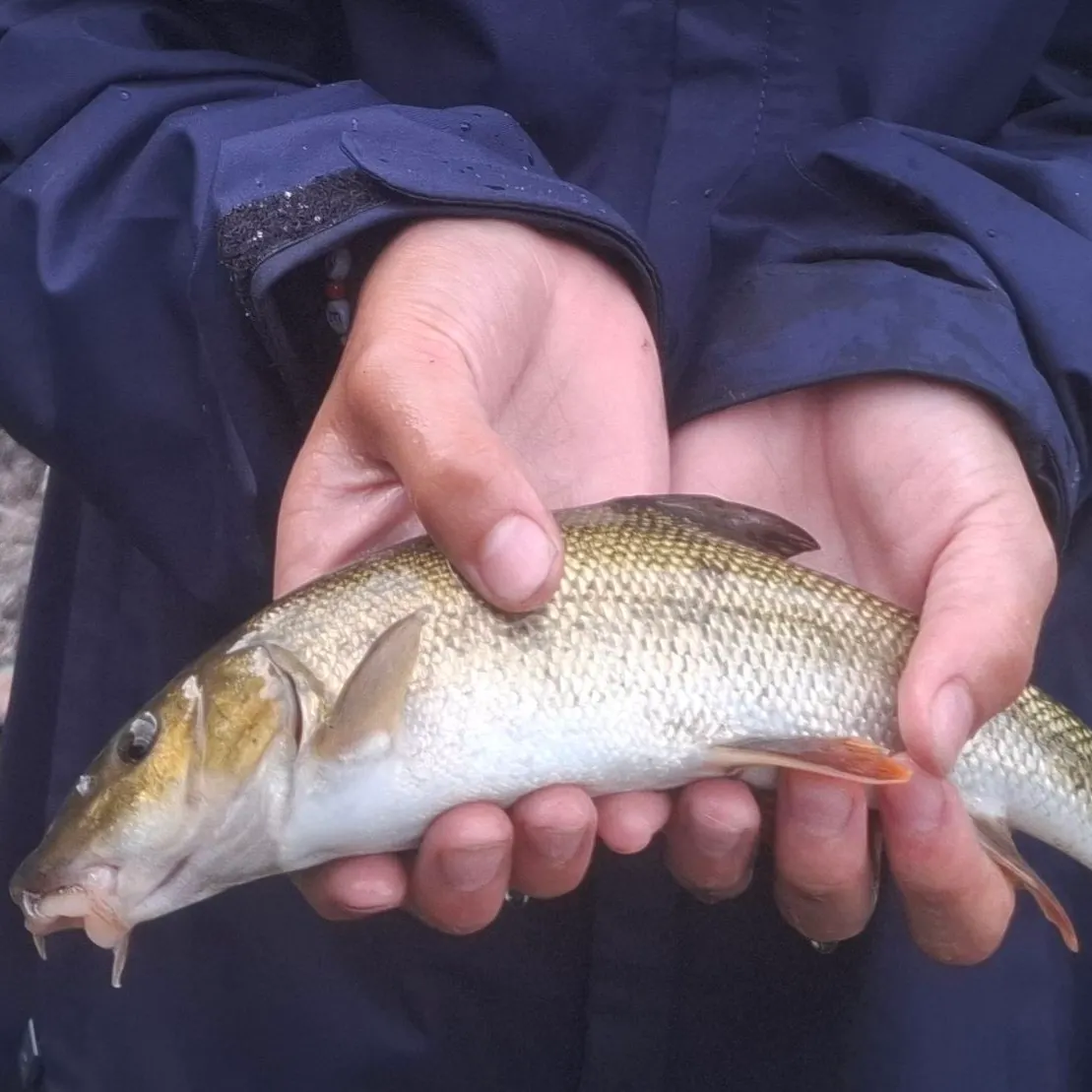 The most recent Mediterranean barbel catches on Fishbrain