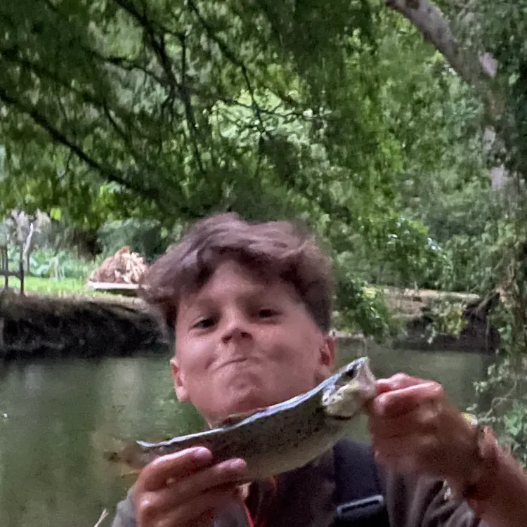 Brown trout caught on Fishbrain