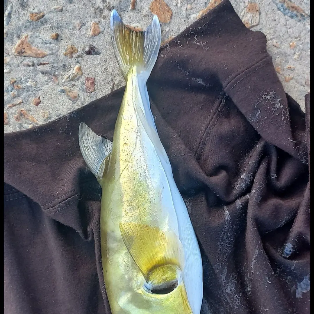 The most recent Half-smooth golden pufferfish catches on Fishbrain
