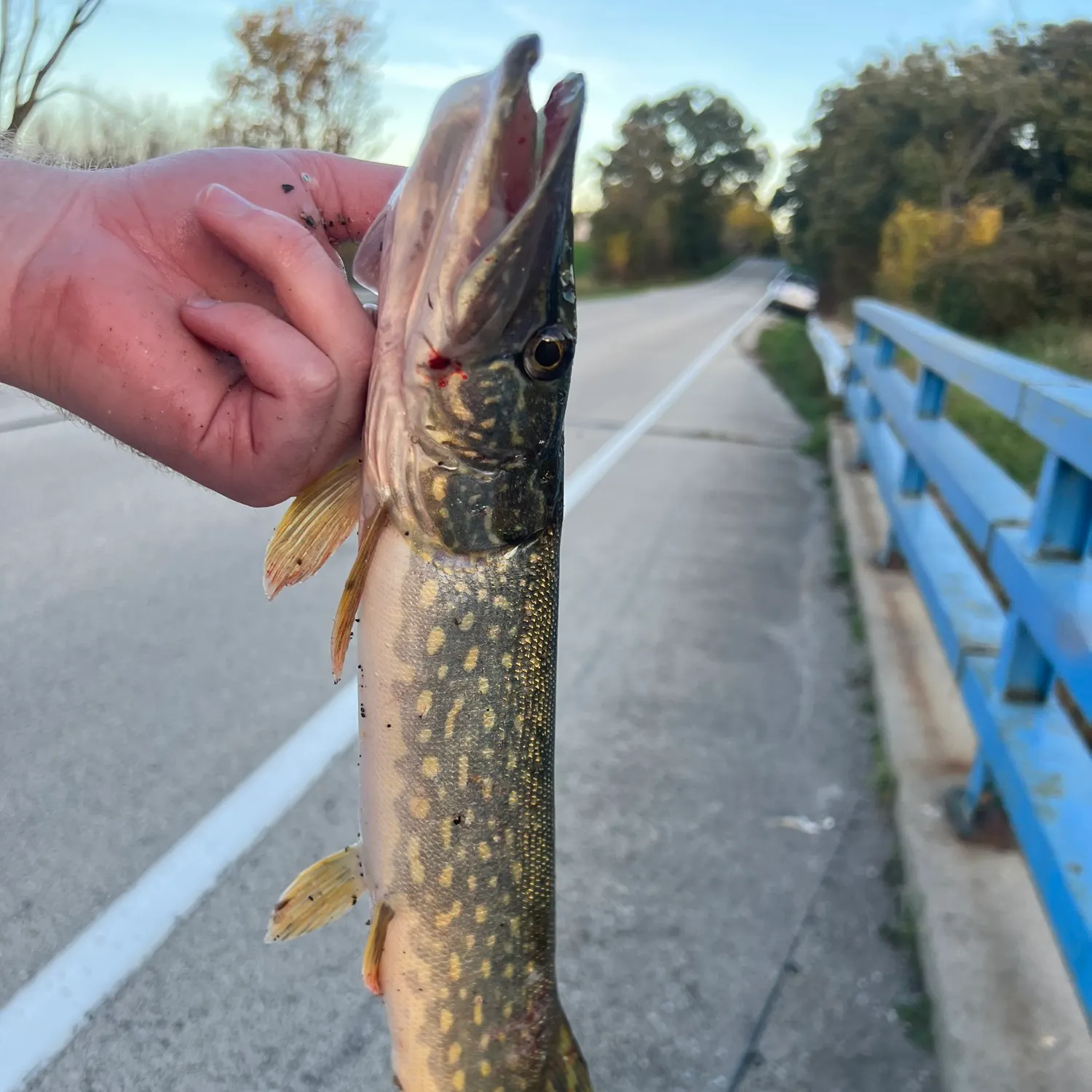 Northern pike caught on Fishbrain