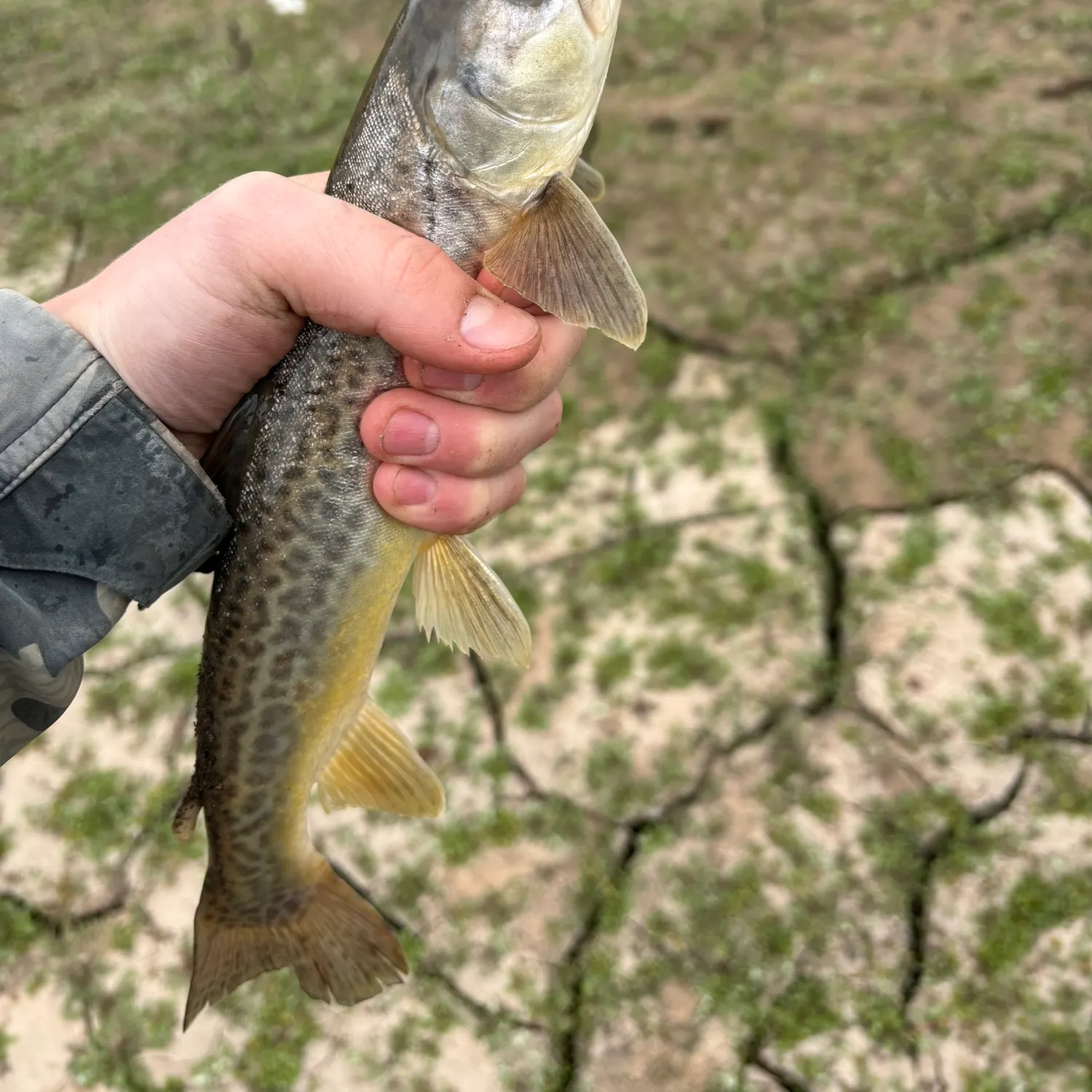 Tiger trout caught on Fishbrain