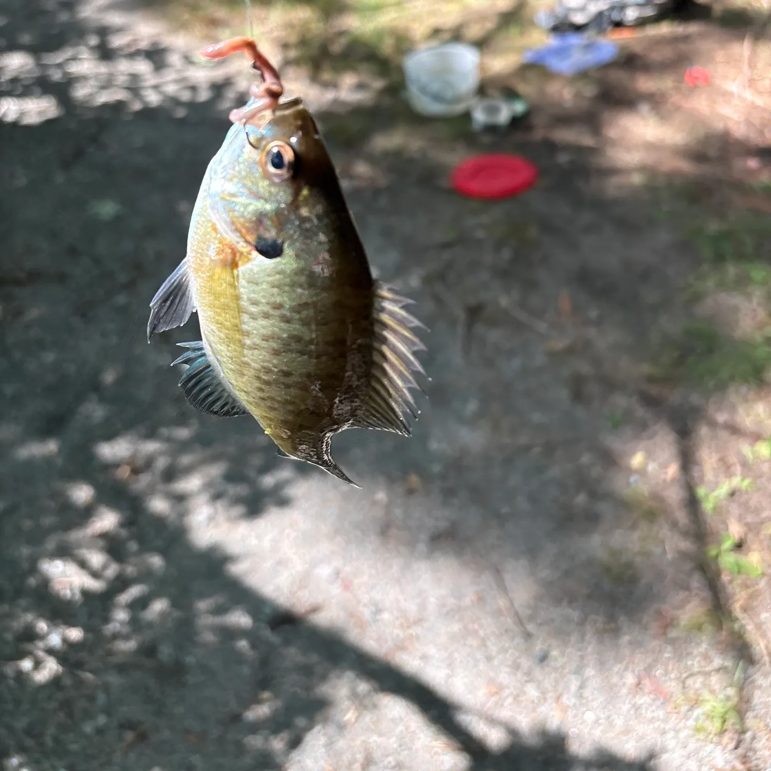 Bluegill caught on Fishbrain