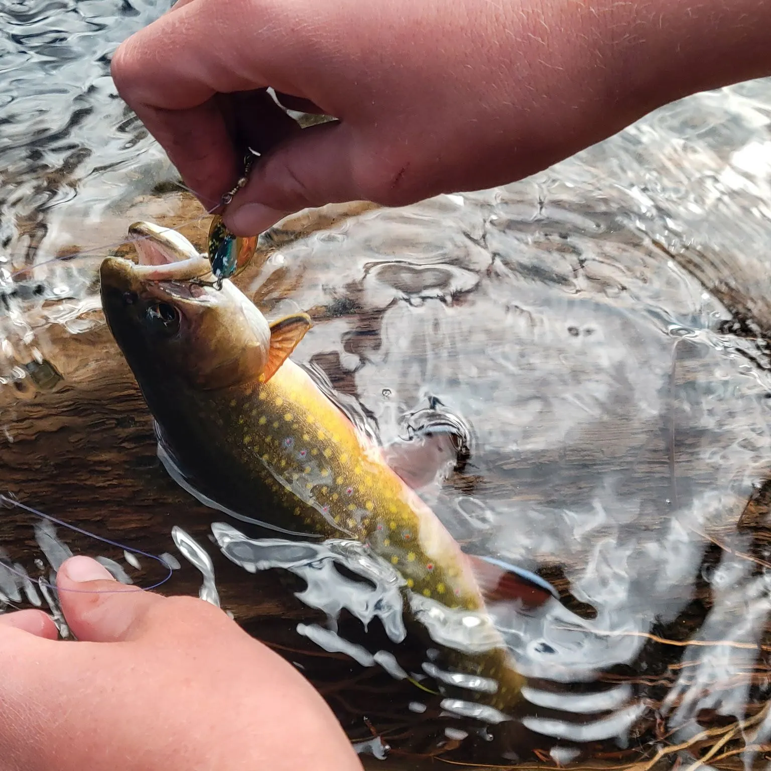 Brook trout caught on Fishbrain