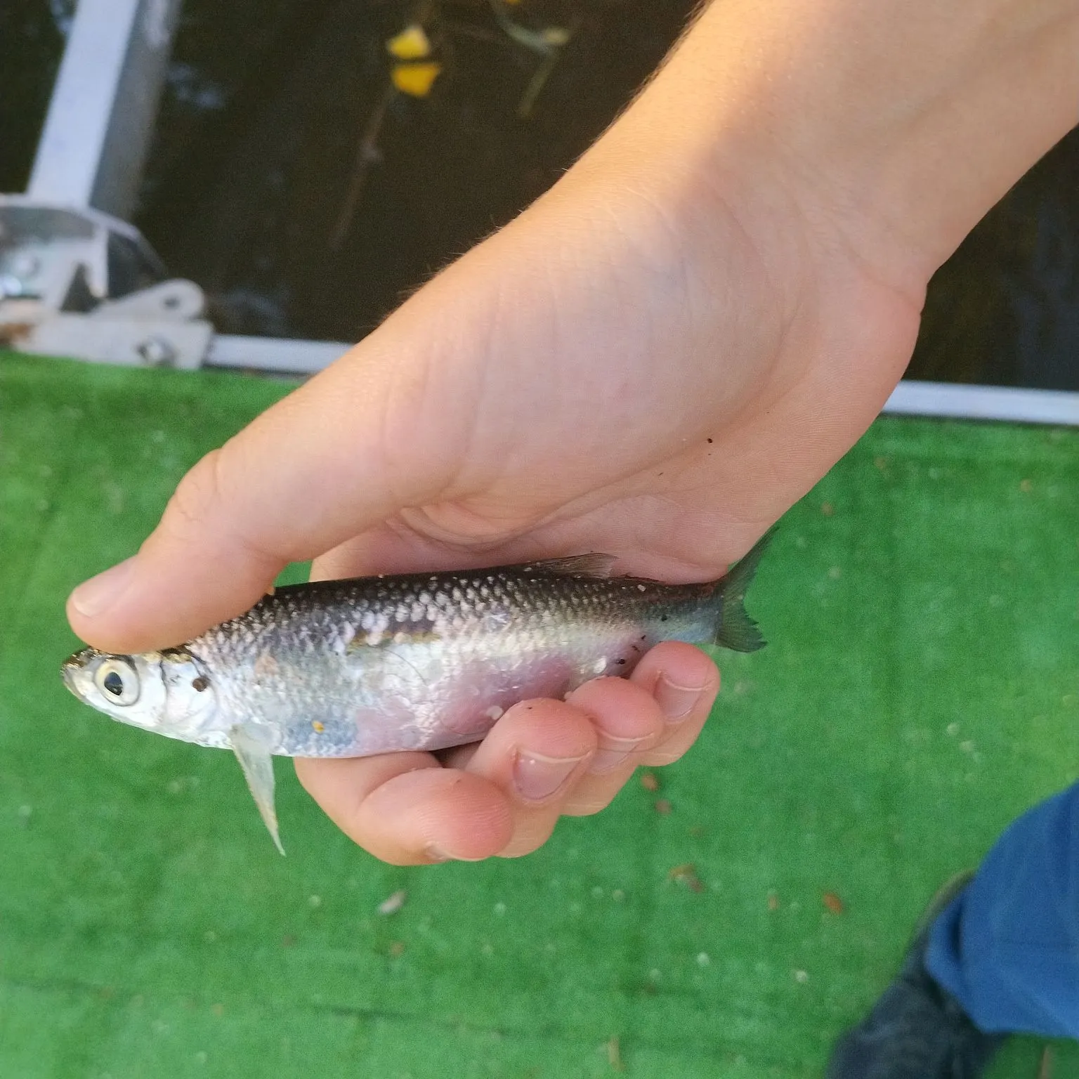 Common bleak caught on Fishbrain
