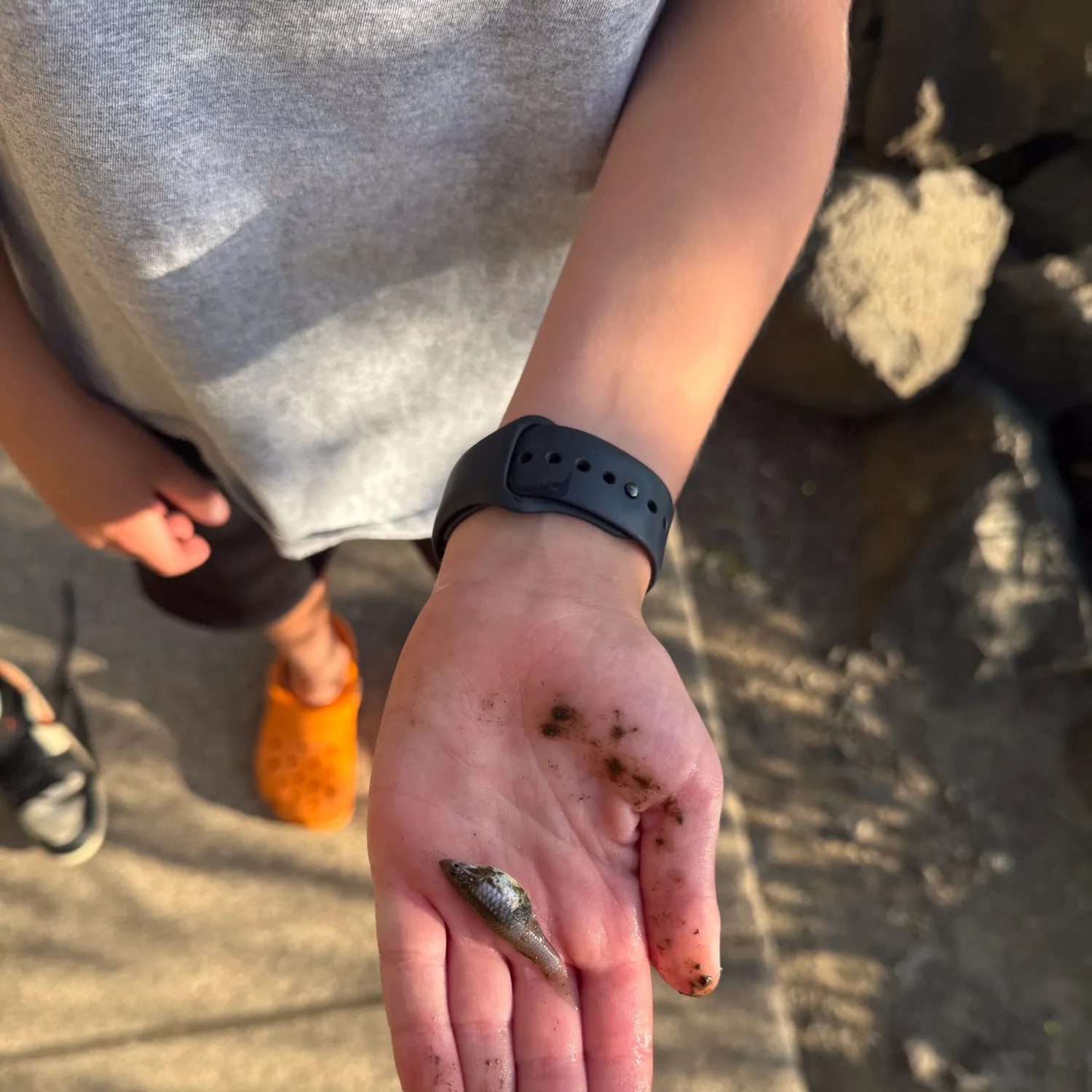 The most recent Eastern mosquitofish catches on Fishbrain