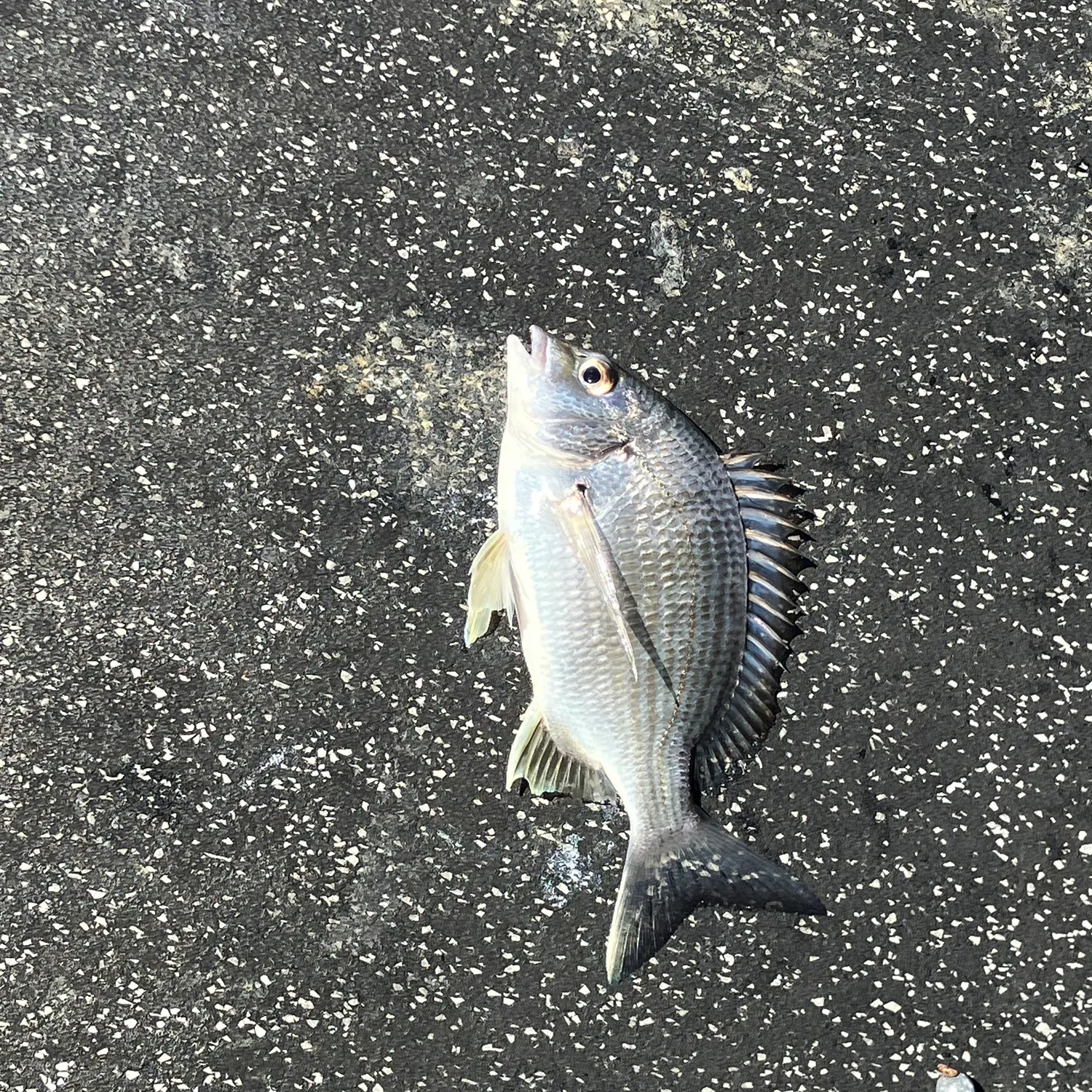 Surf bream caught on Fishbrain