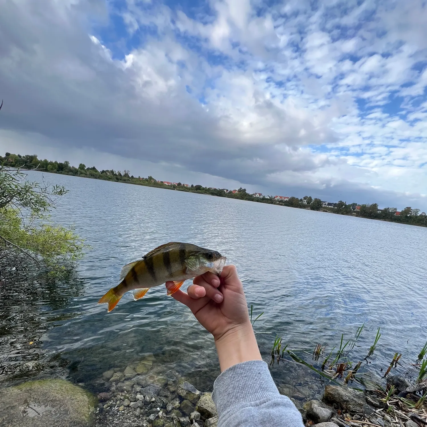 European perch caught on Fishbrain