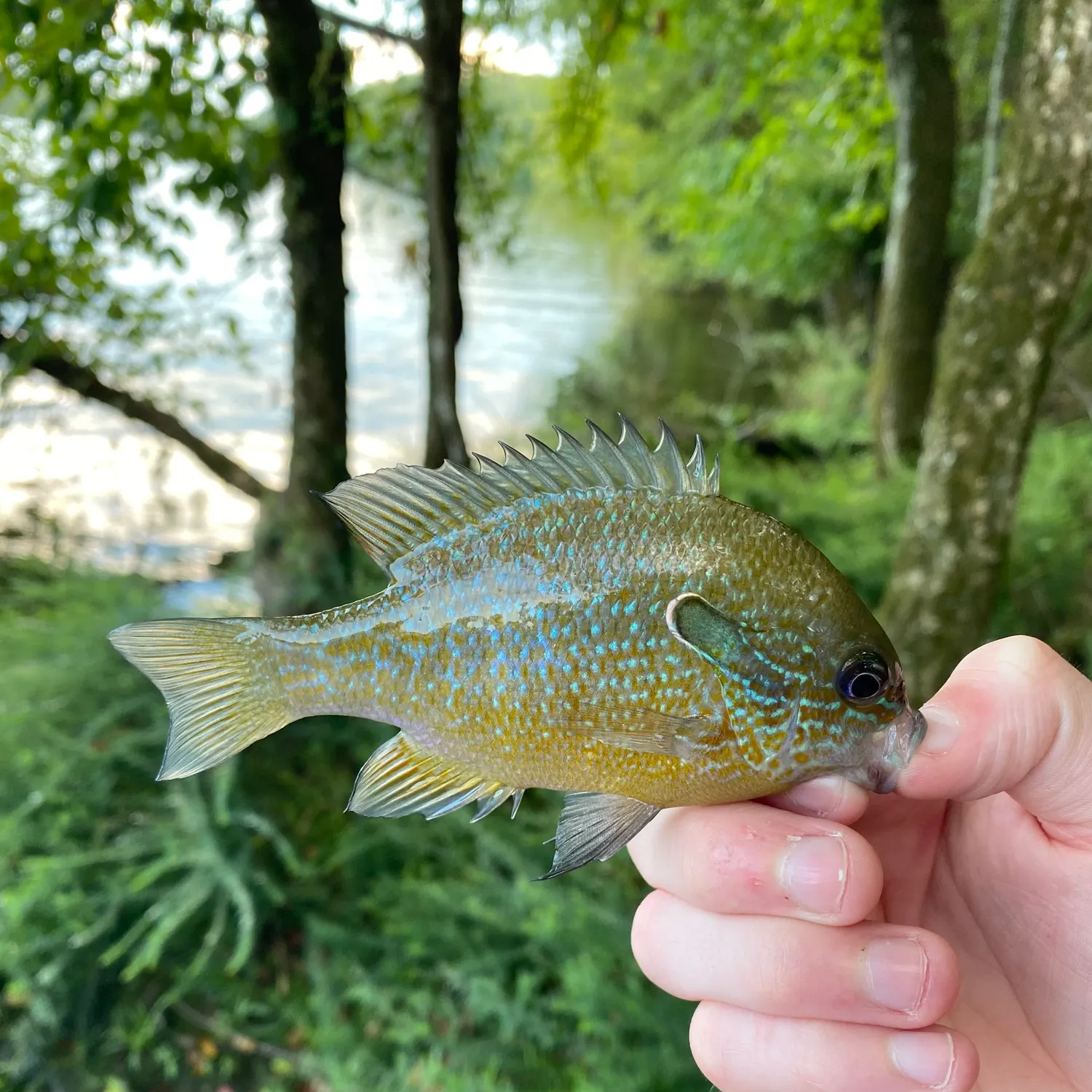 Greengill hybrid caught on Fishbrain