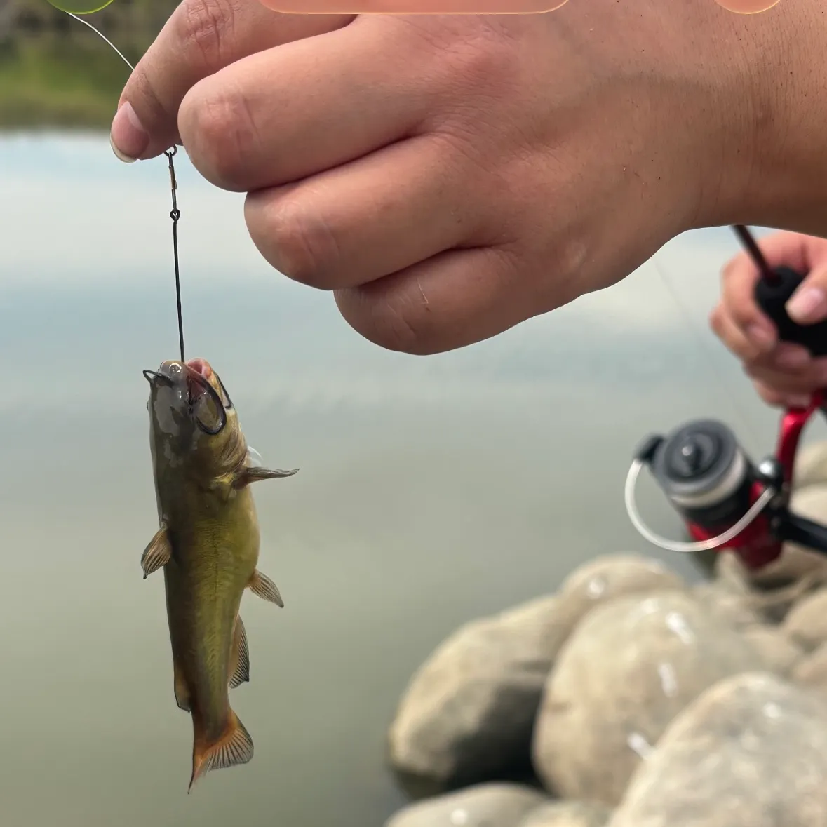 Black bullhead caught on Fishbrain