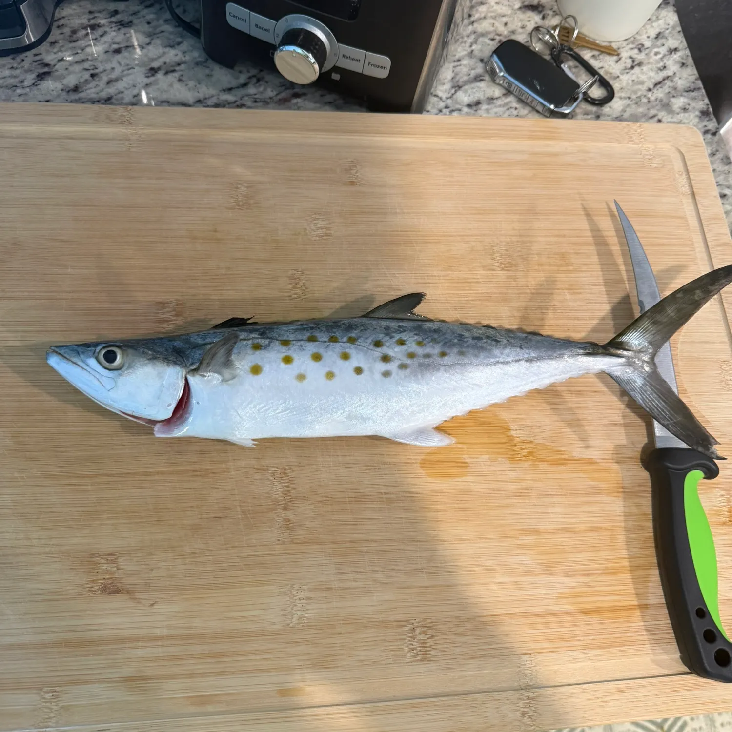The most recent Spanish mackerel catches on Fishbrain