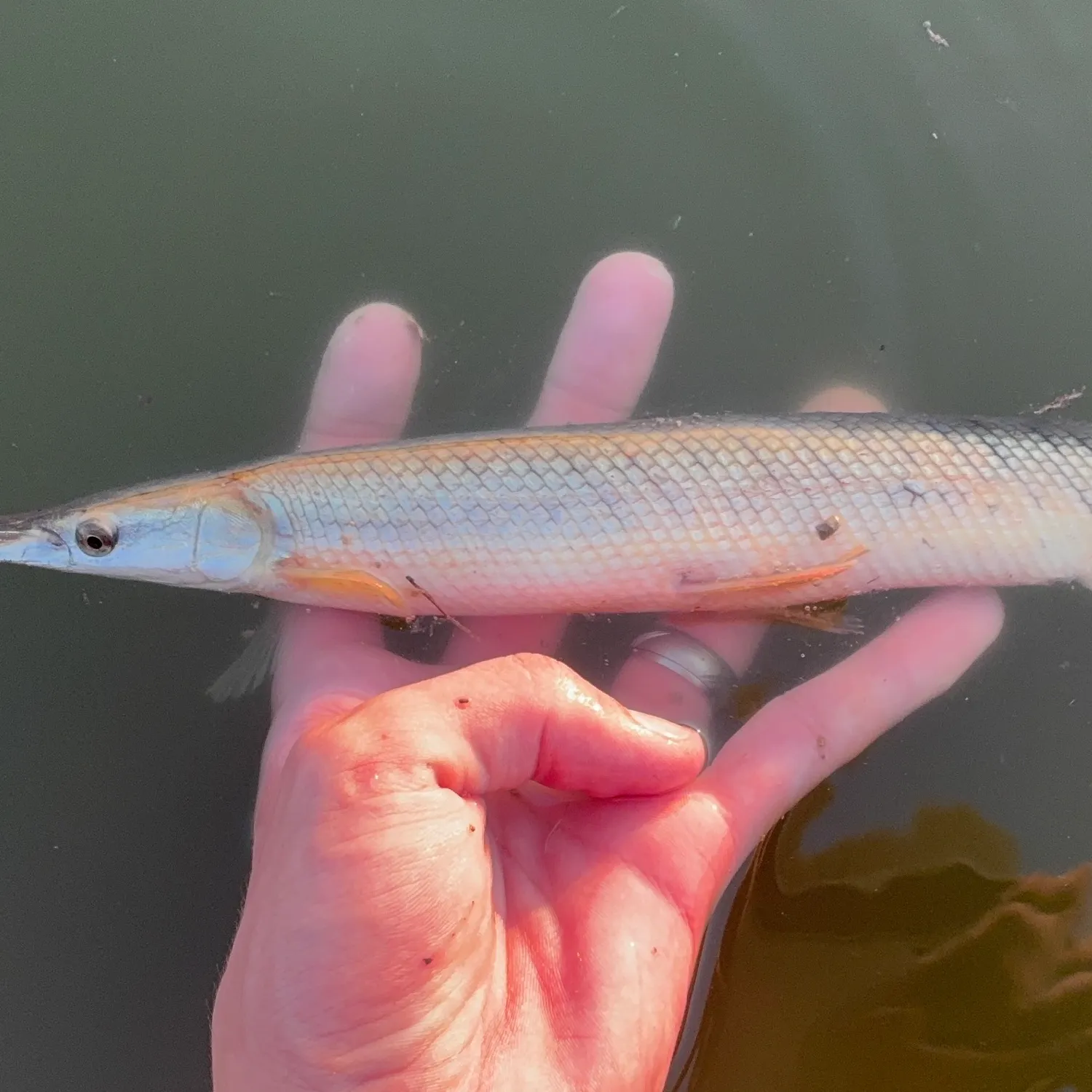 Shortnose gar caught on Fishbrain