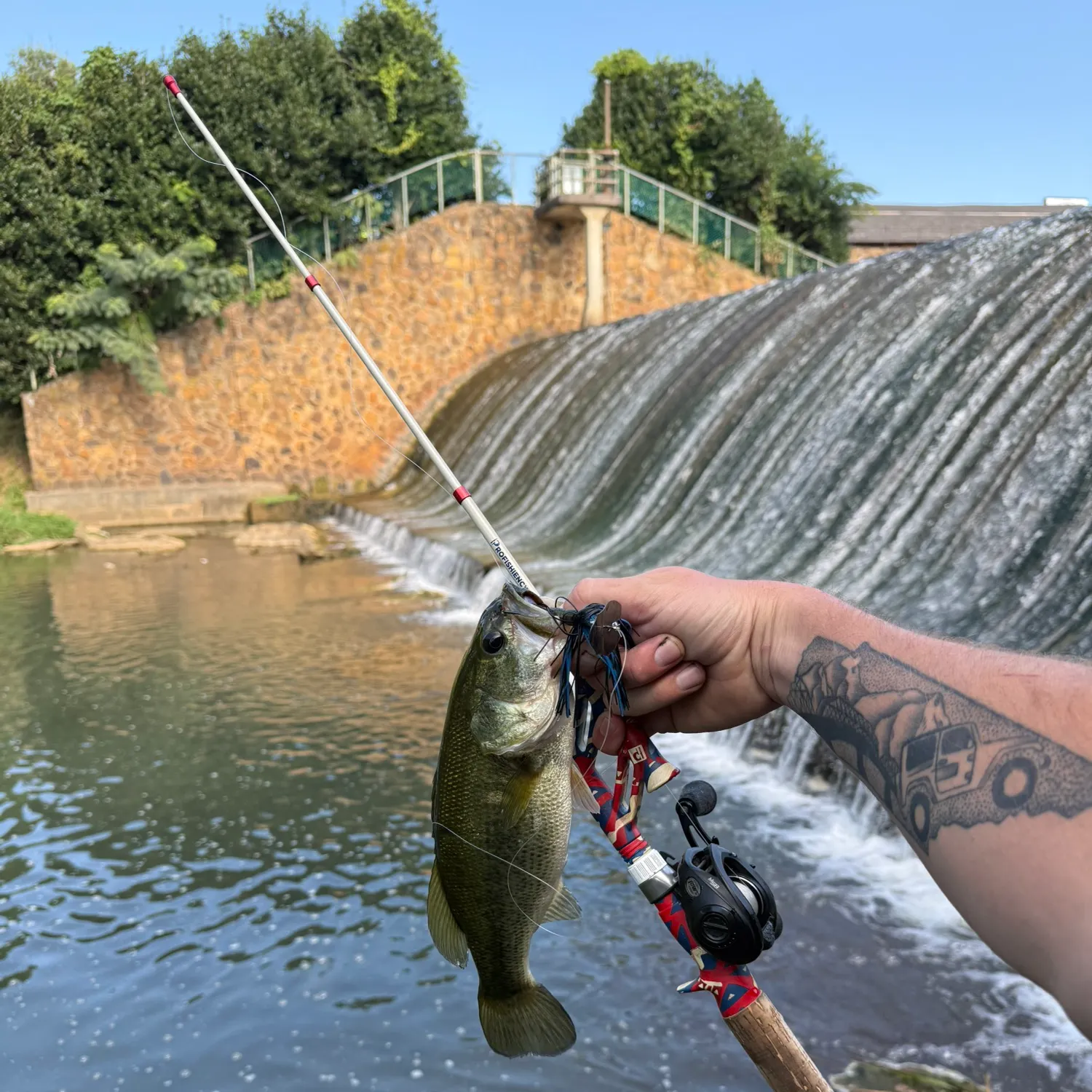Largemouth bass caught on Fishbrain