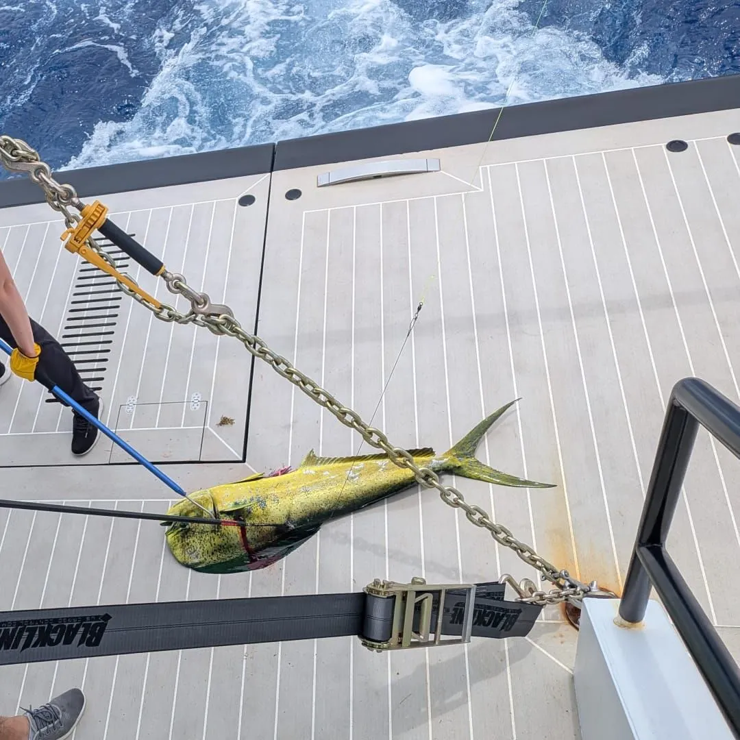 Common dolphinfish caught on Fishbrain