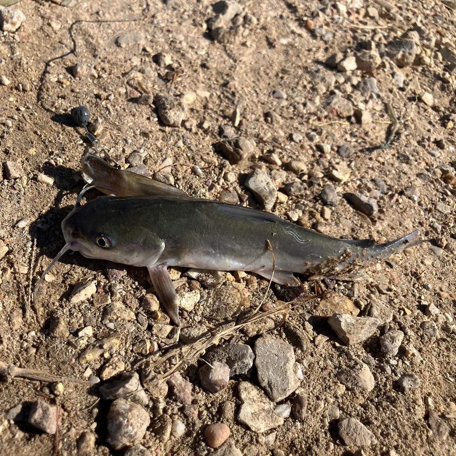 Hardhead sea catfish caught on Fishbrain