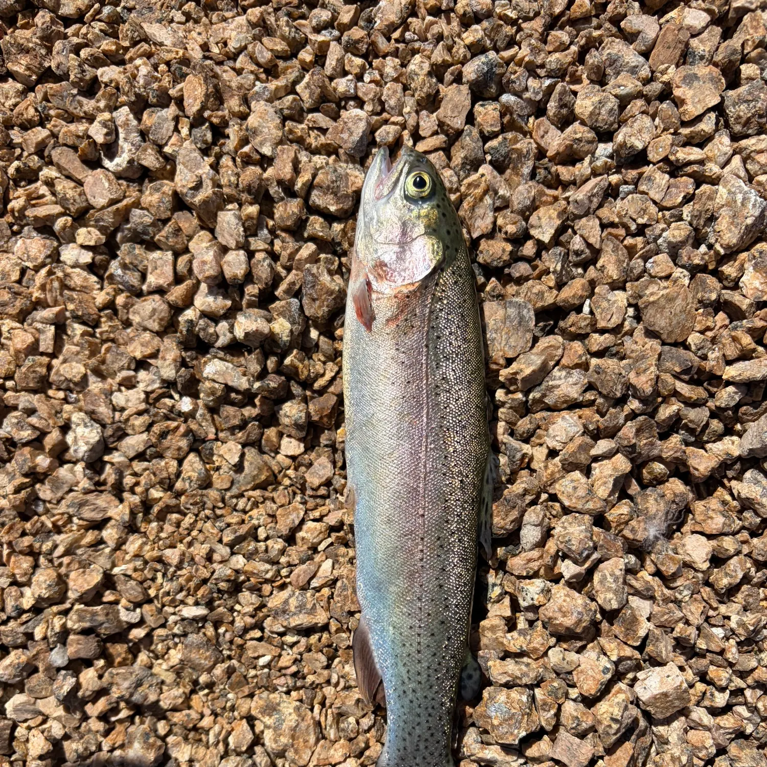 Rainbow trout caught on Fishbrain