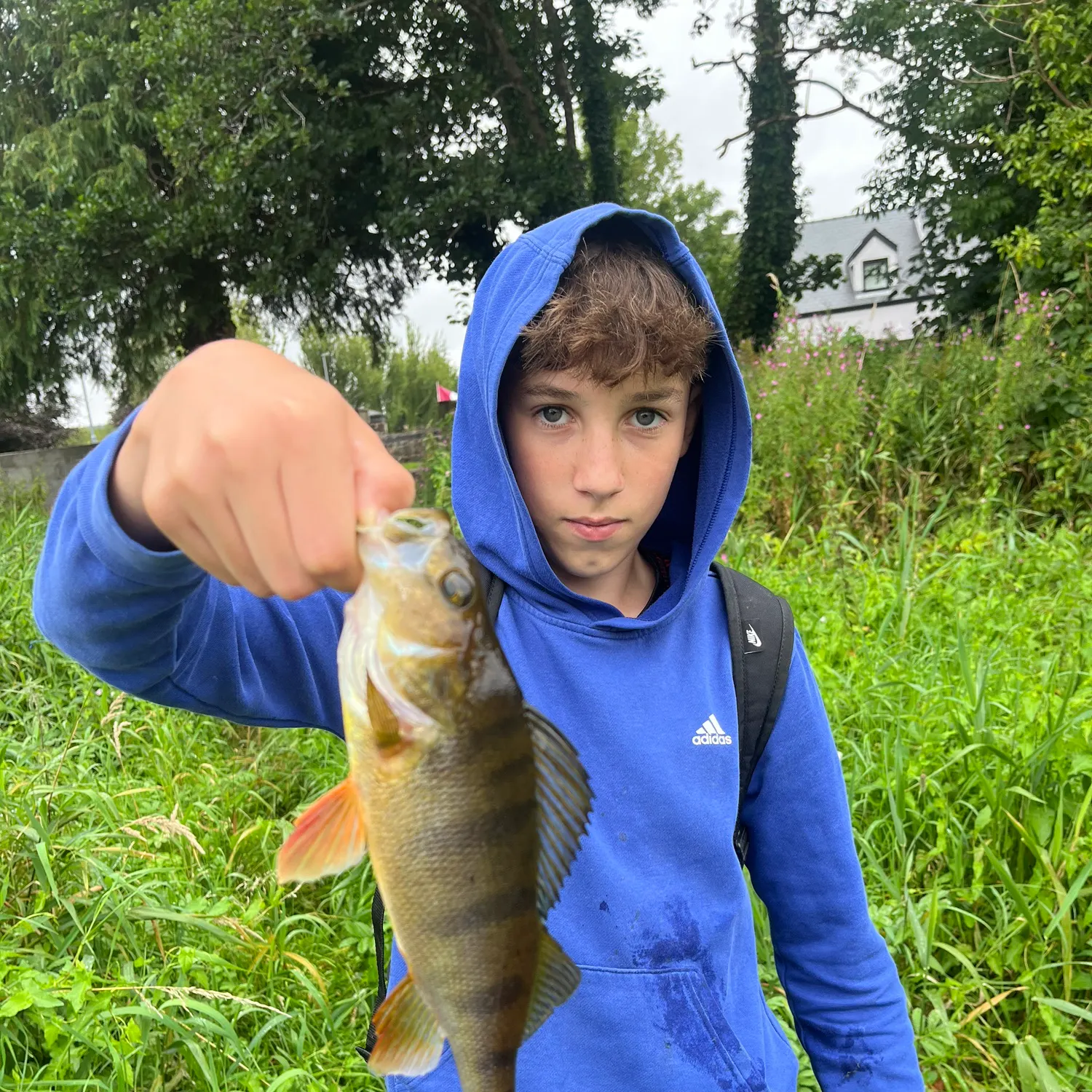 European perch caught on Fishbrain