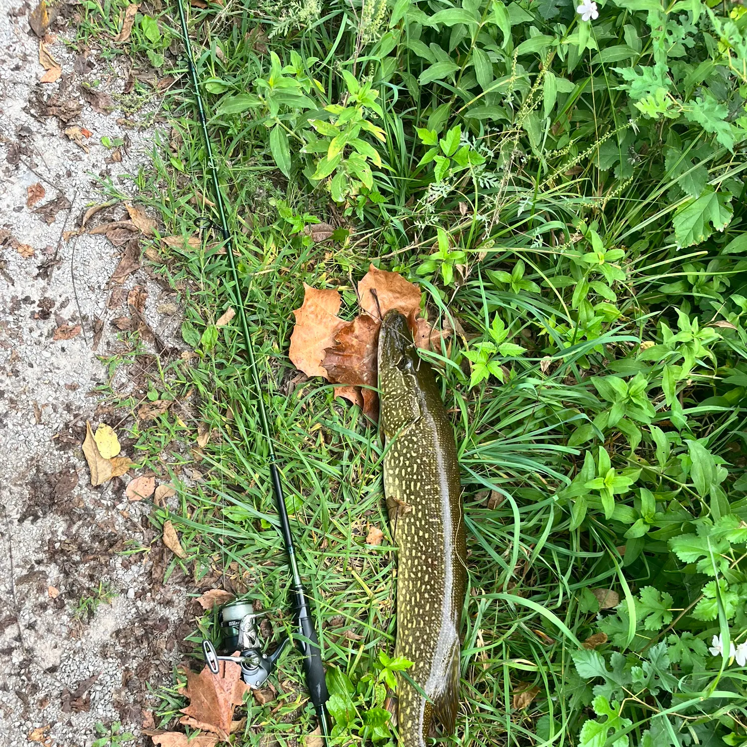 Northern pike caught on Fishbrain