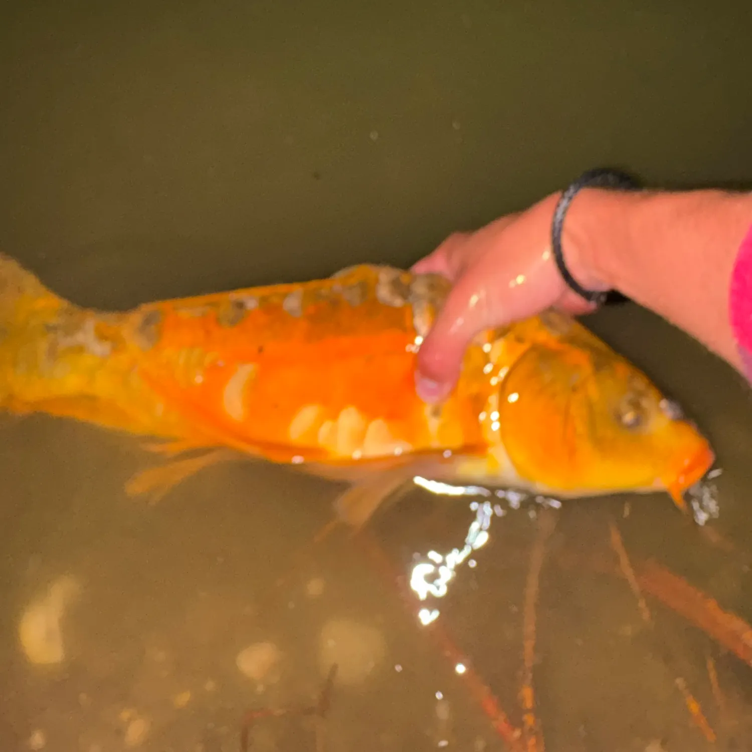 Mirror carp caught on Fishbrain