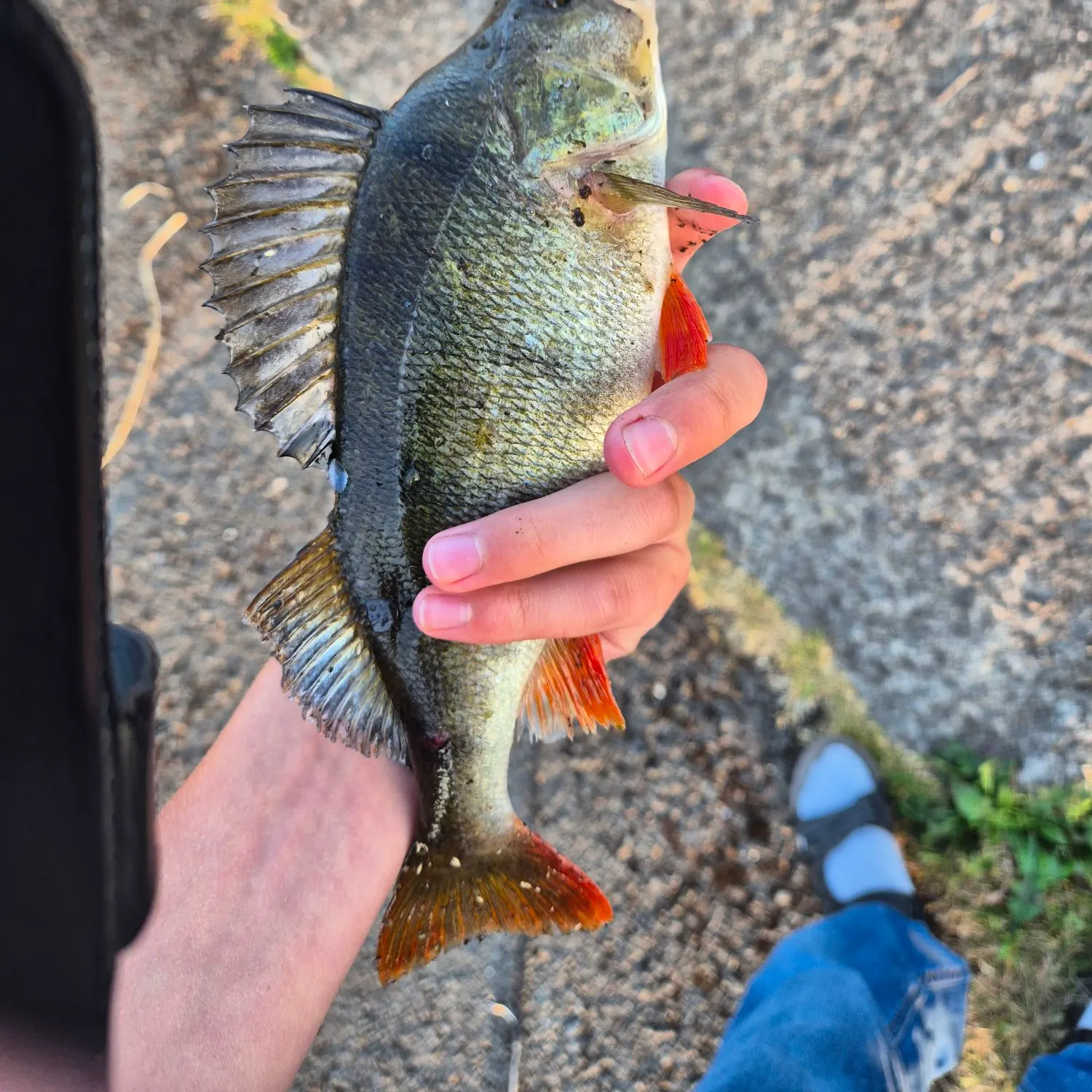 catch