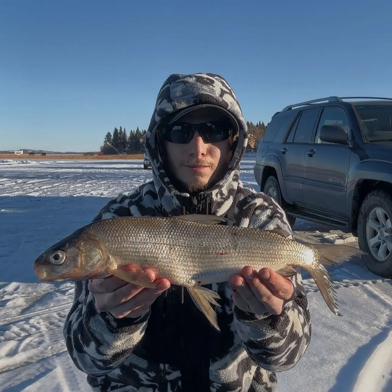 The most recent Lake whitefish catches on Fishbrain